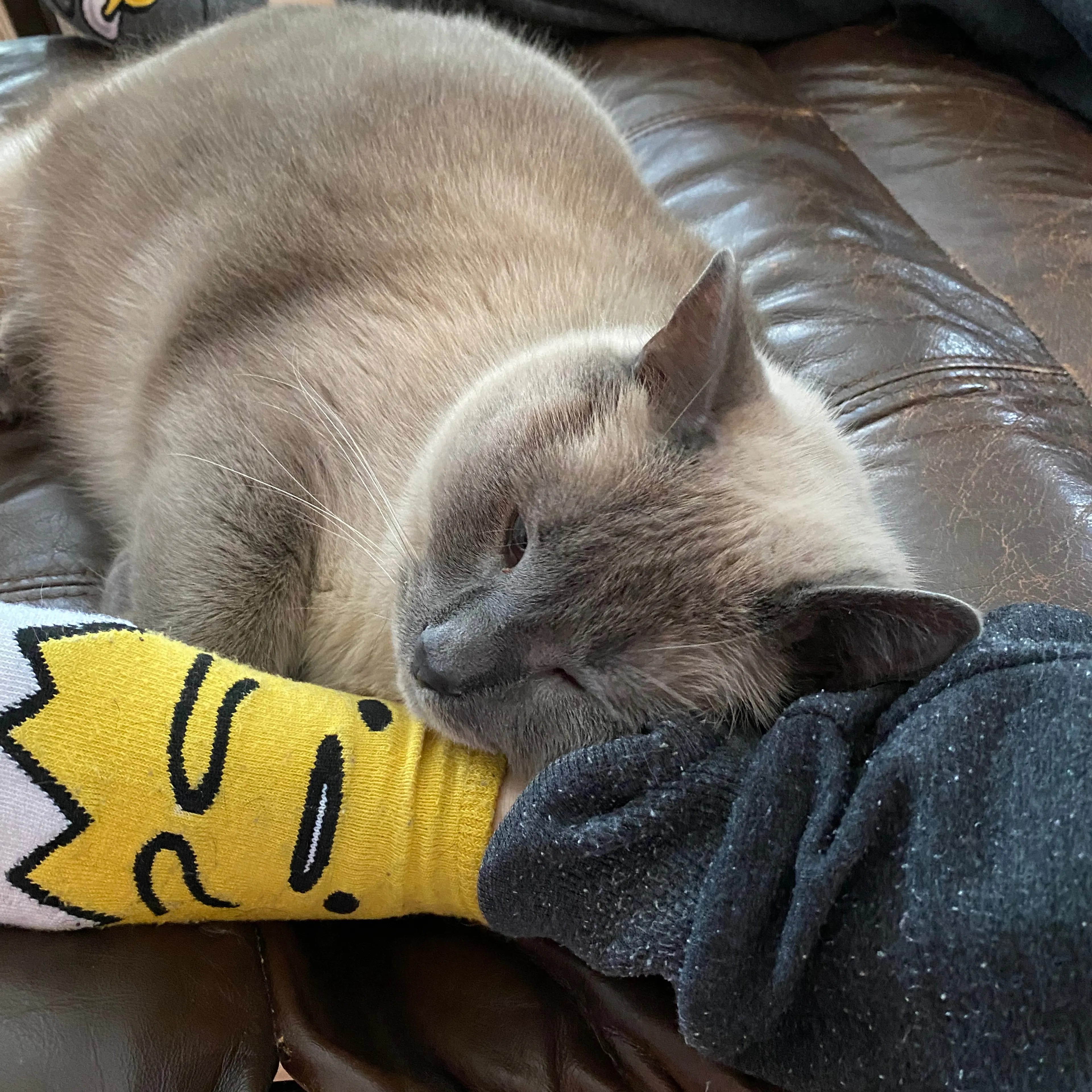 Lost pet-1