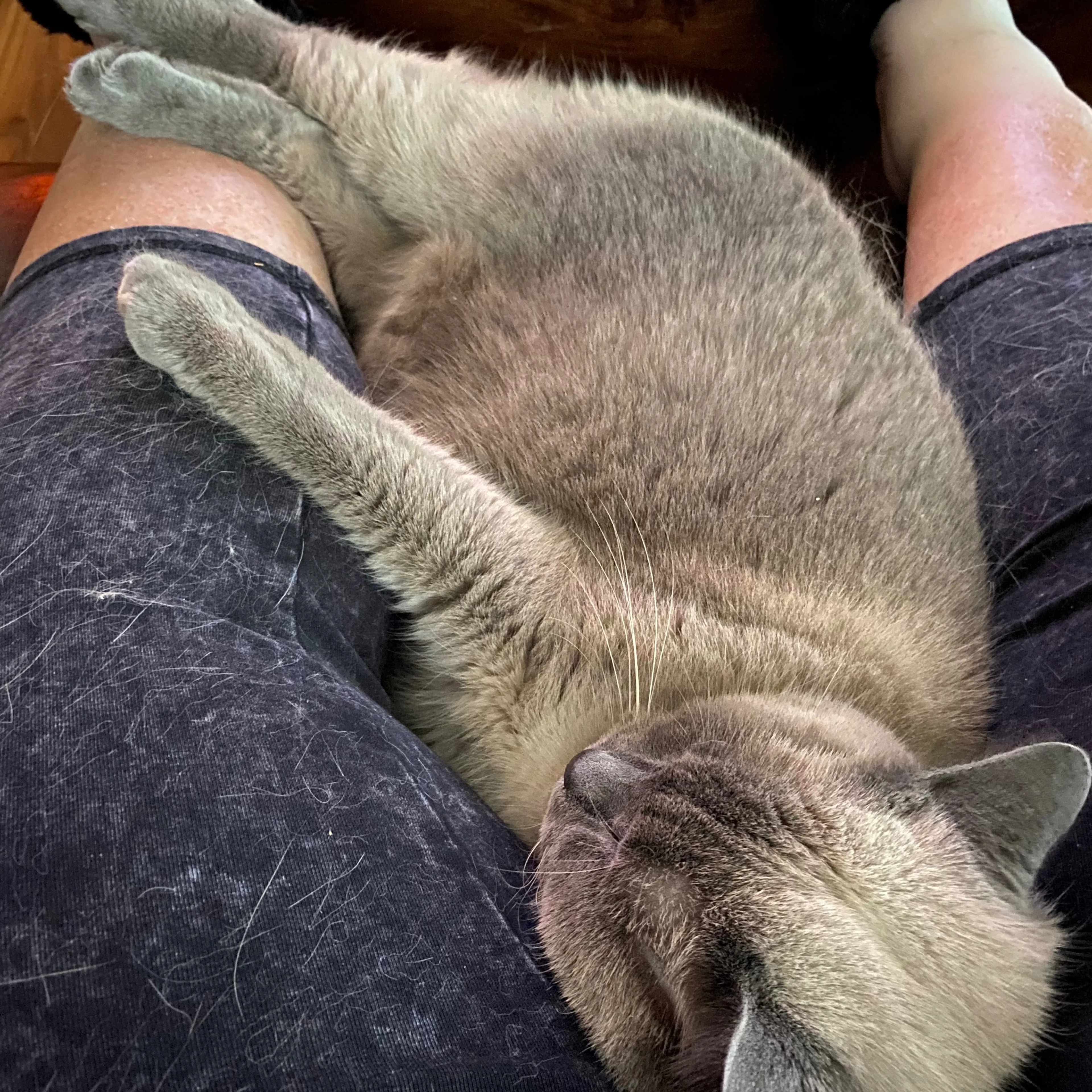 Lost pet-3