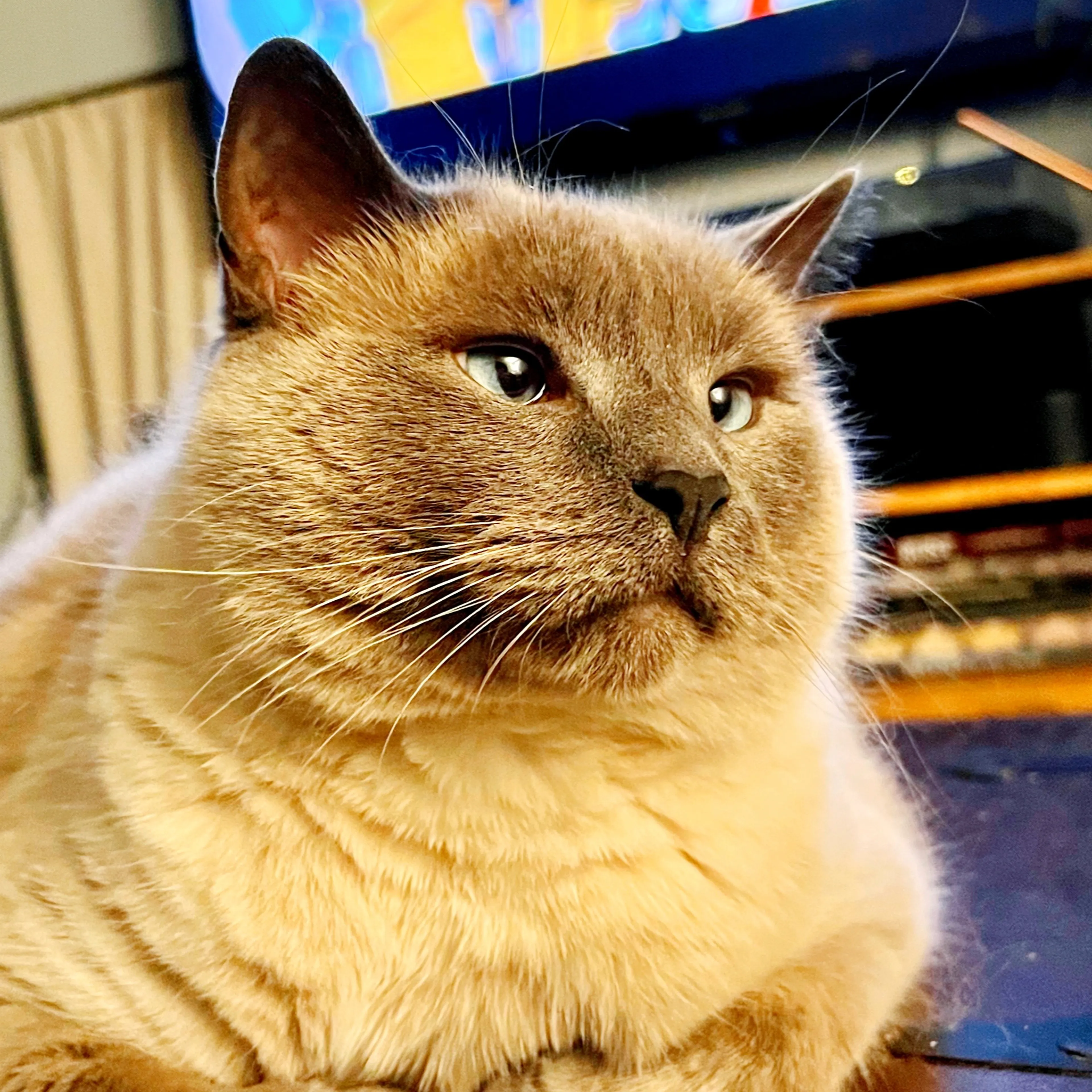 Lost pet-2
