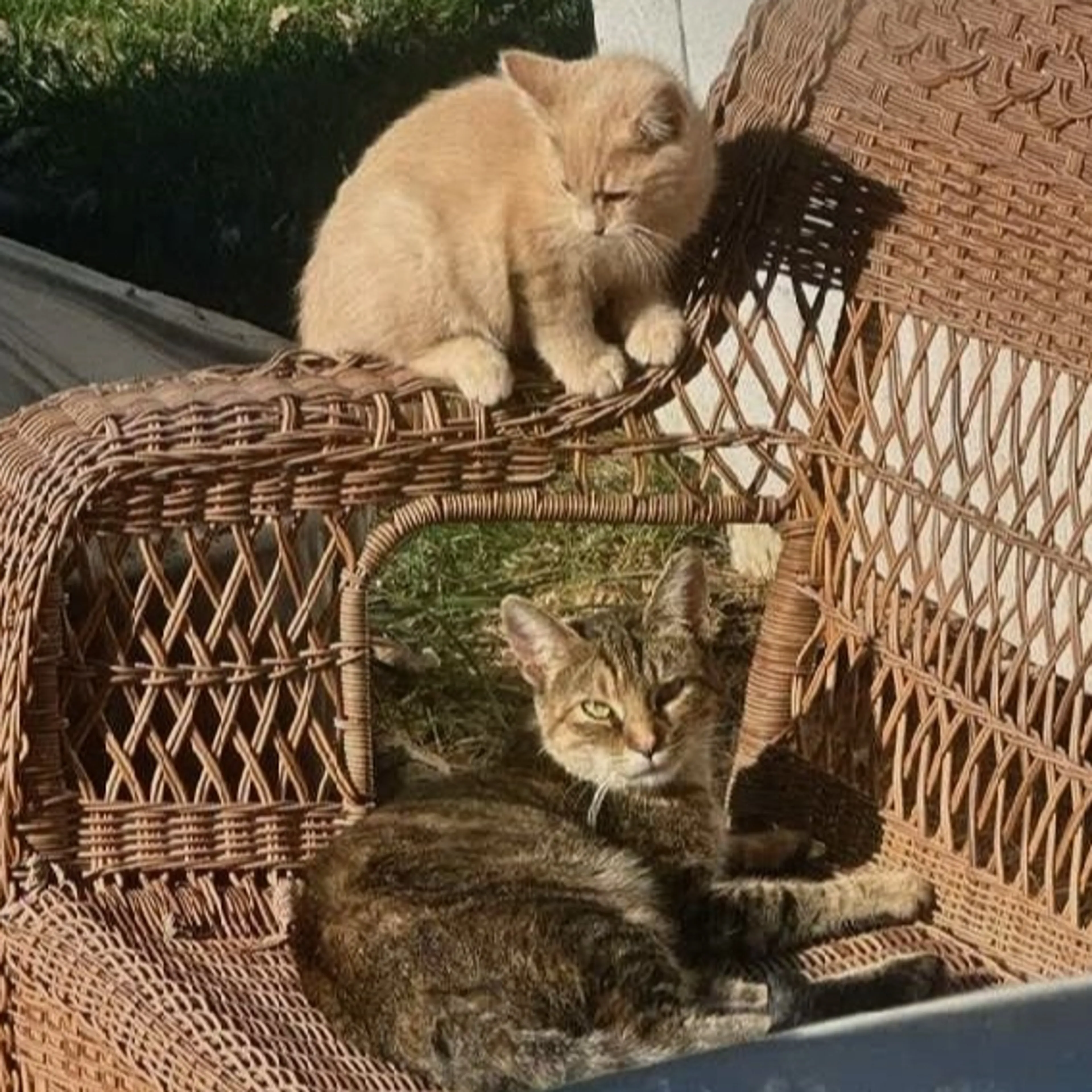 Lost pet-1