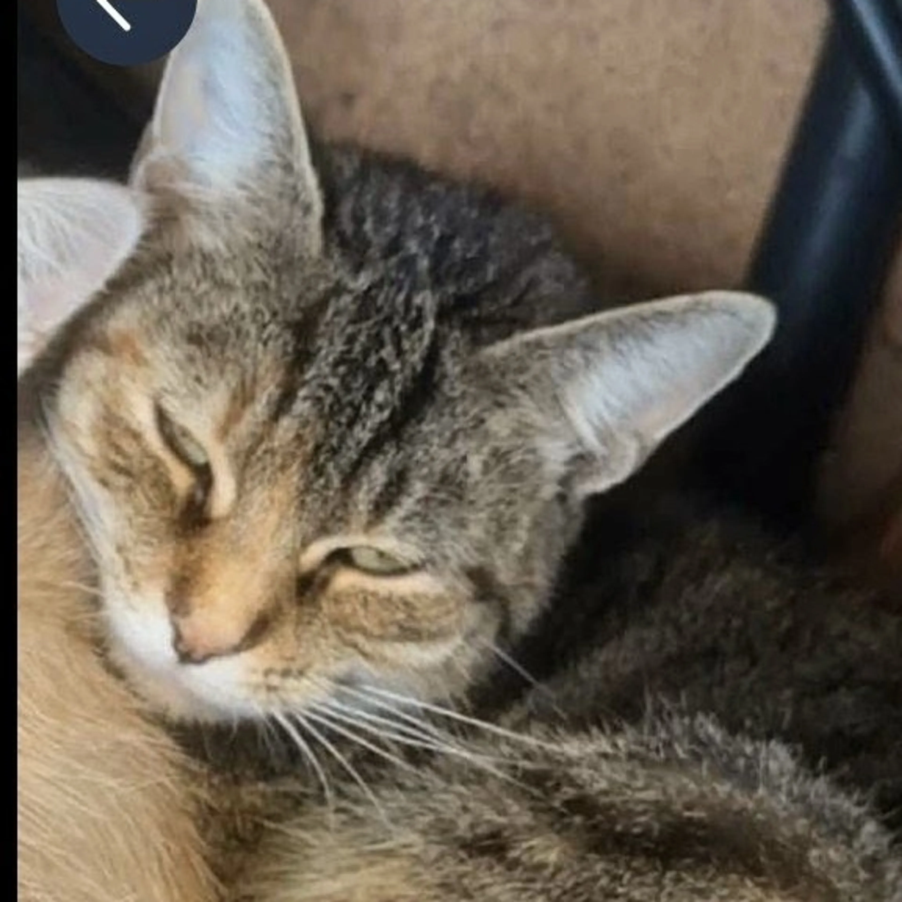Lost pet-2
