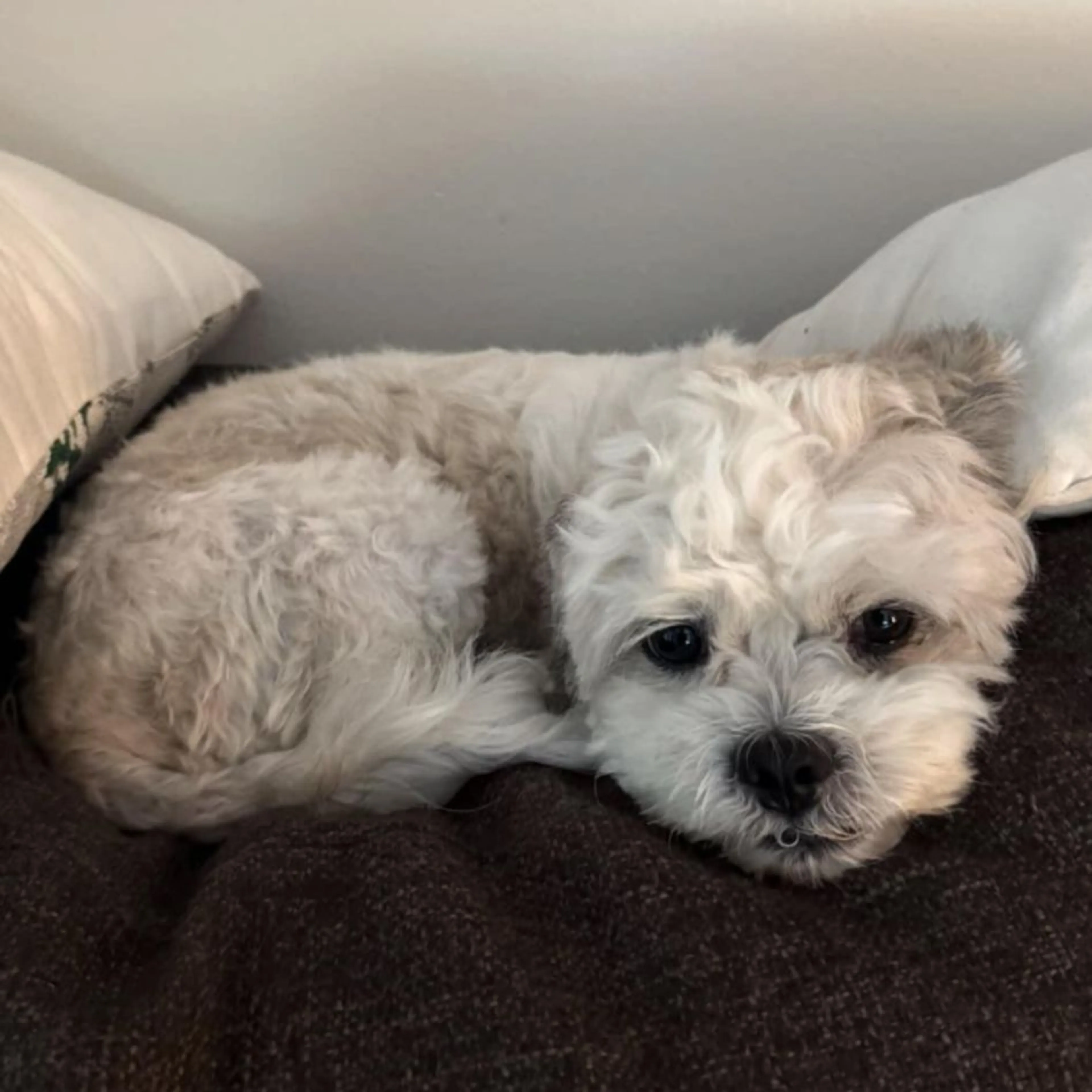 Lost pet