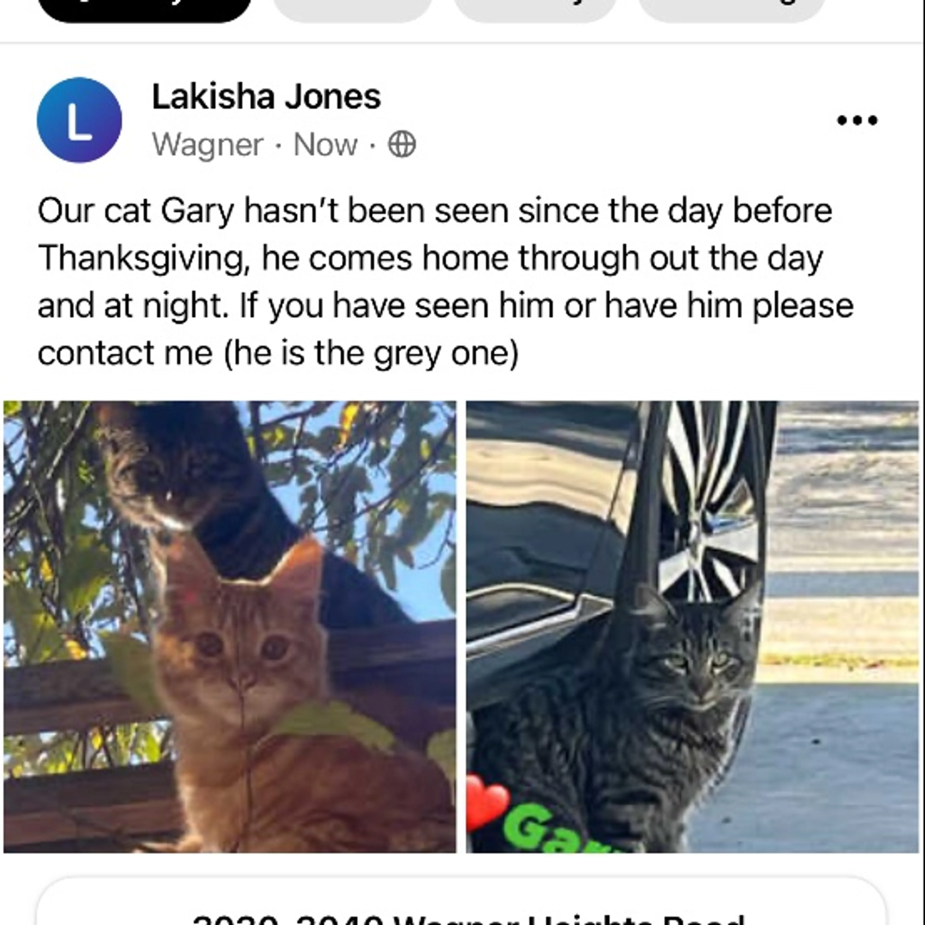 Lost pet