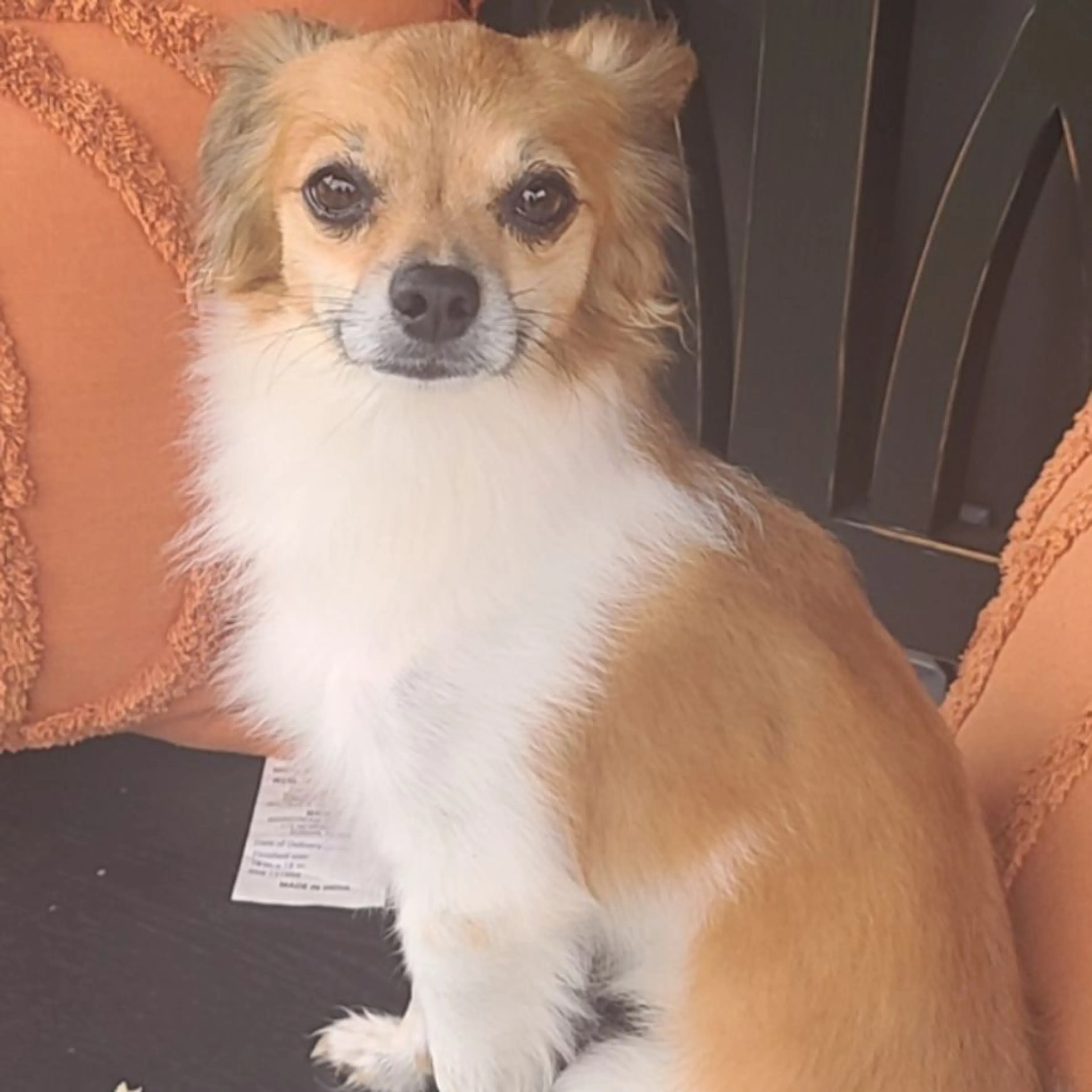 Lost pet
