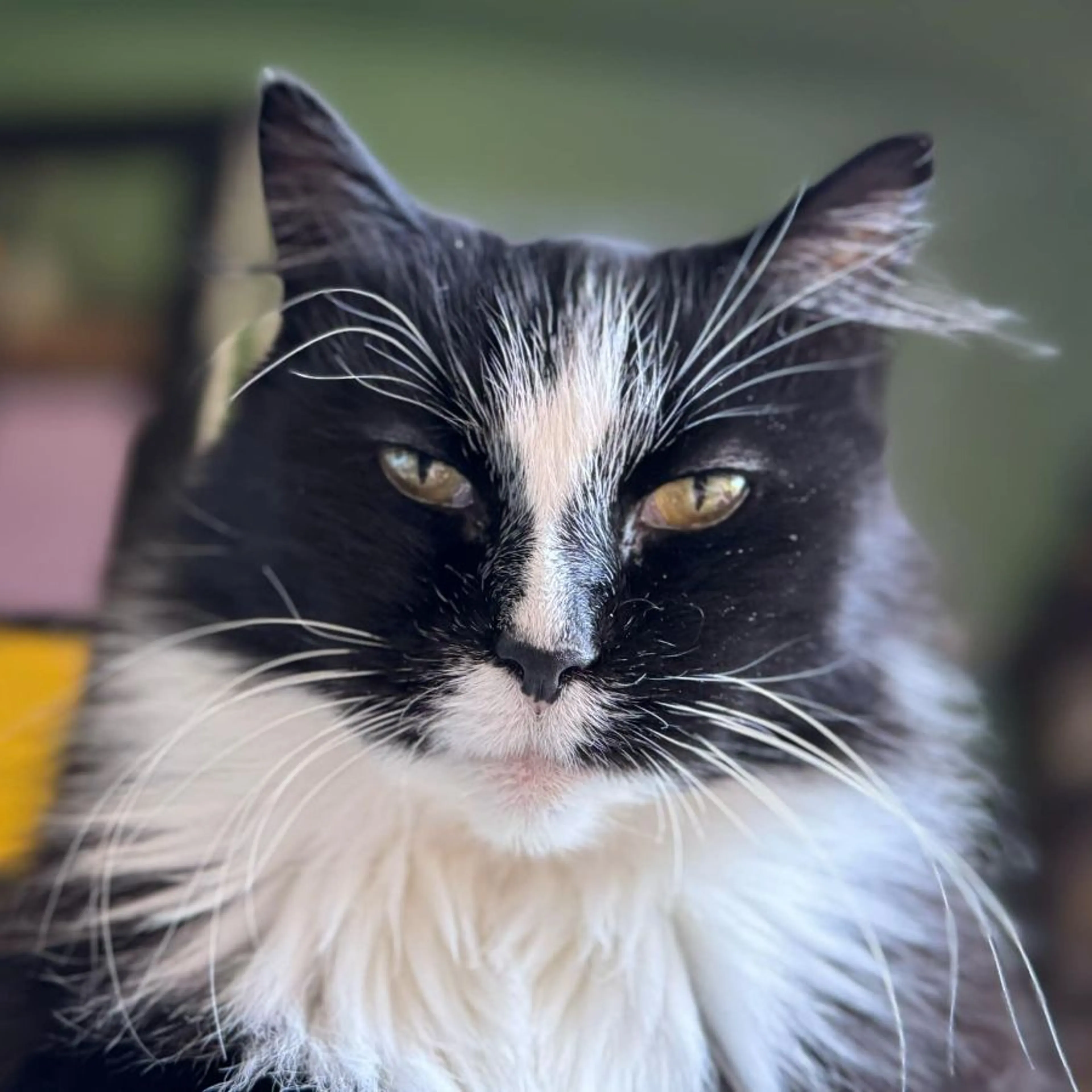 Lost pet
