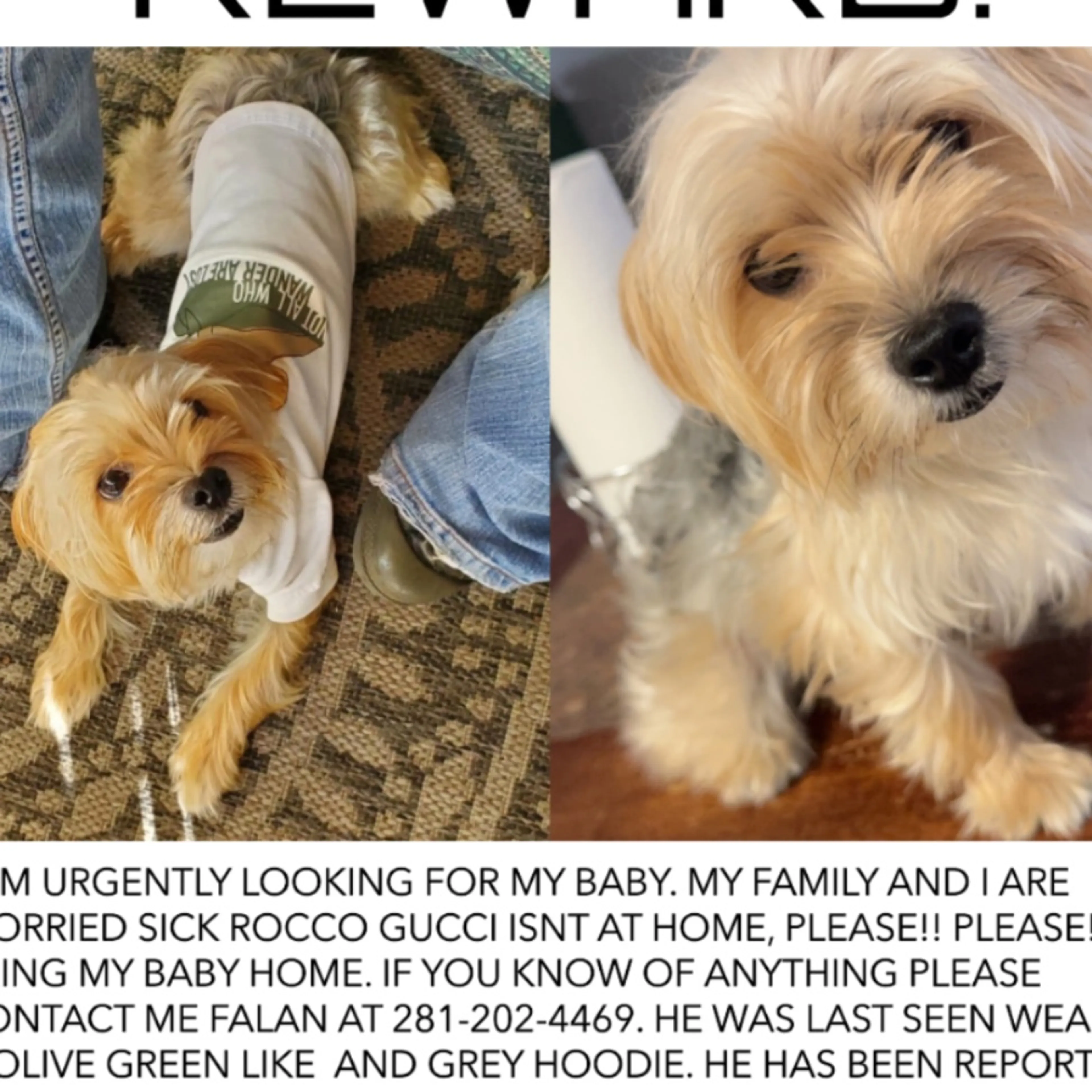 Lost pet
