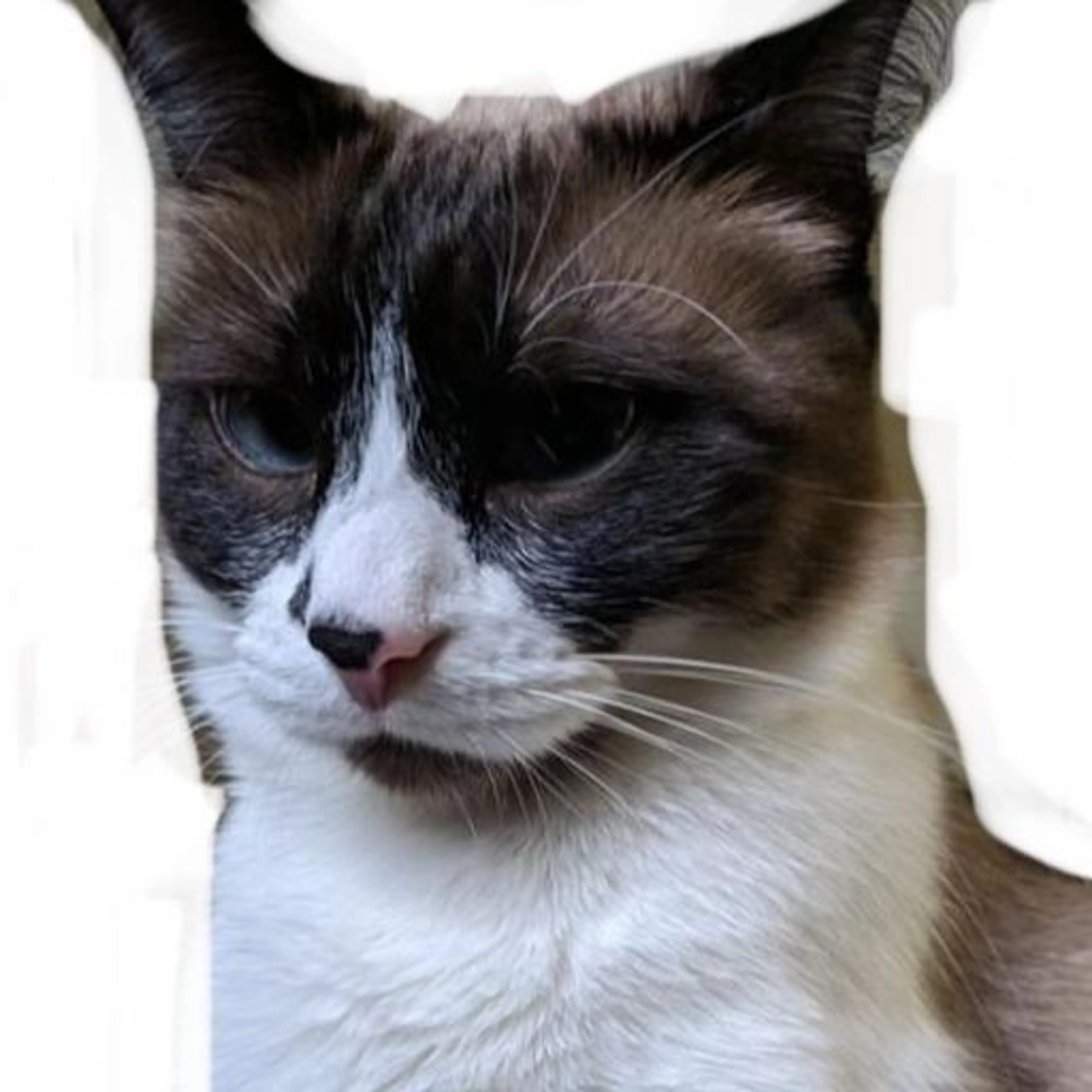 cdn image