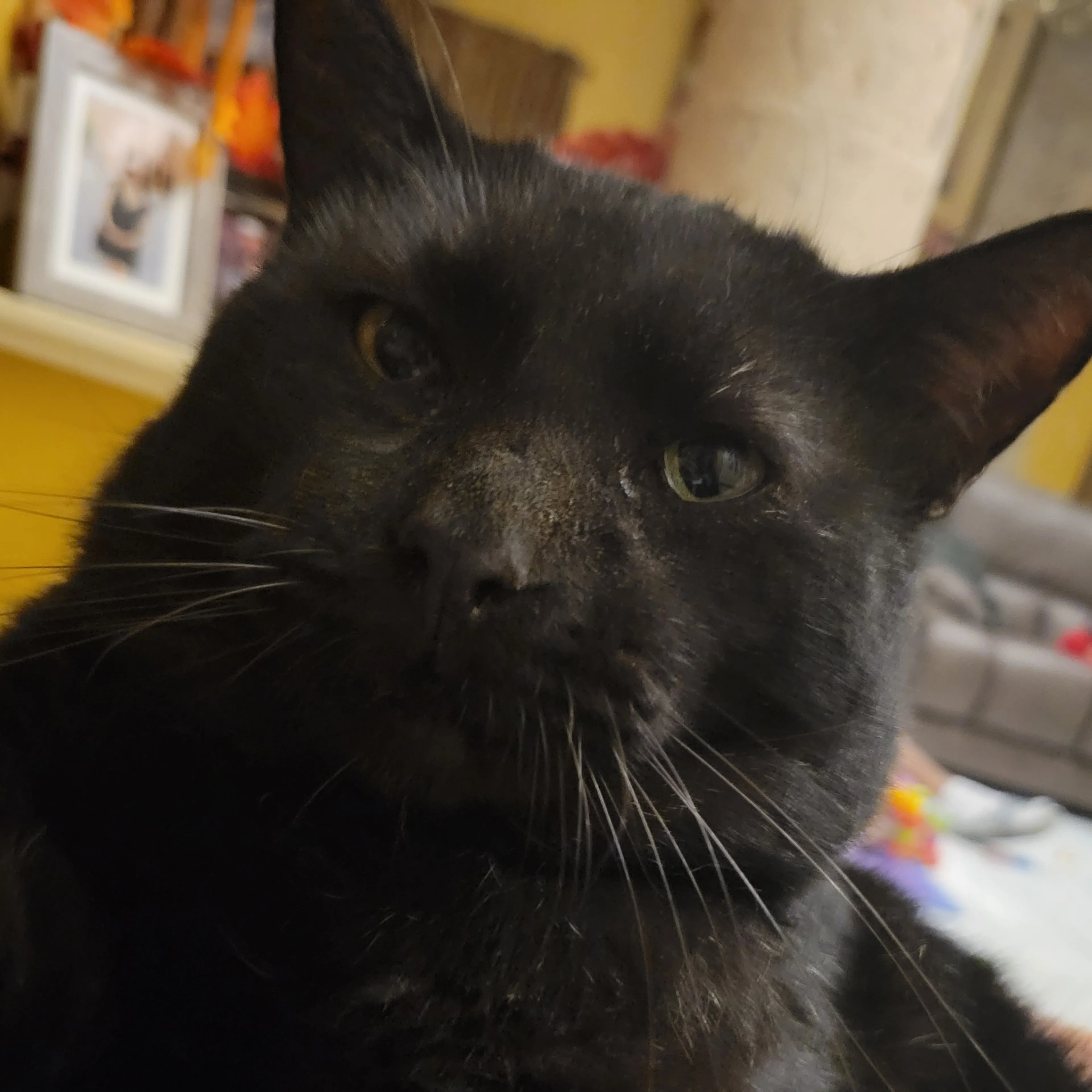 Lost pet-2