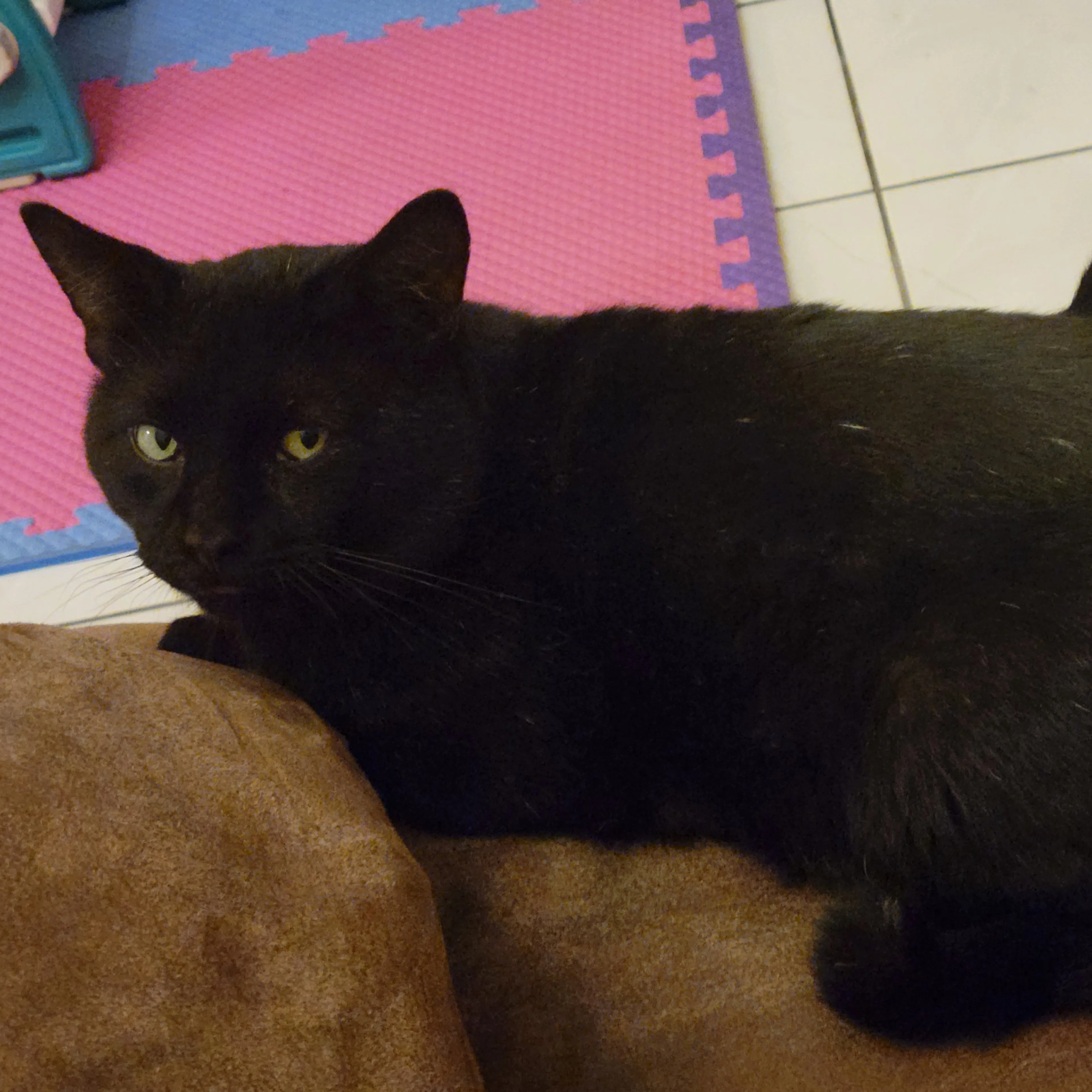 Lost pet-1