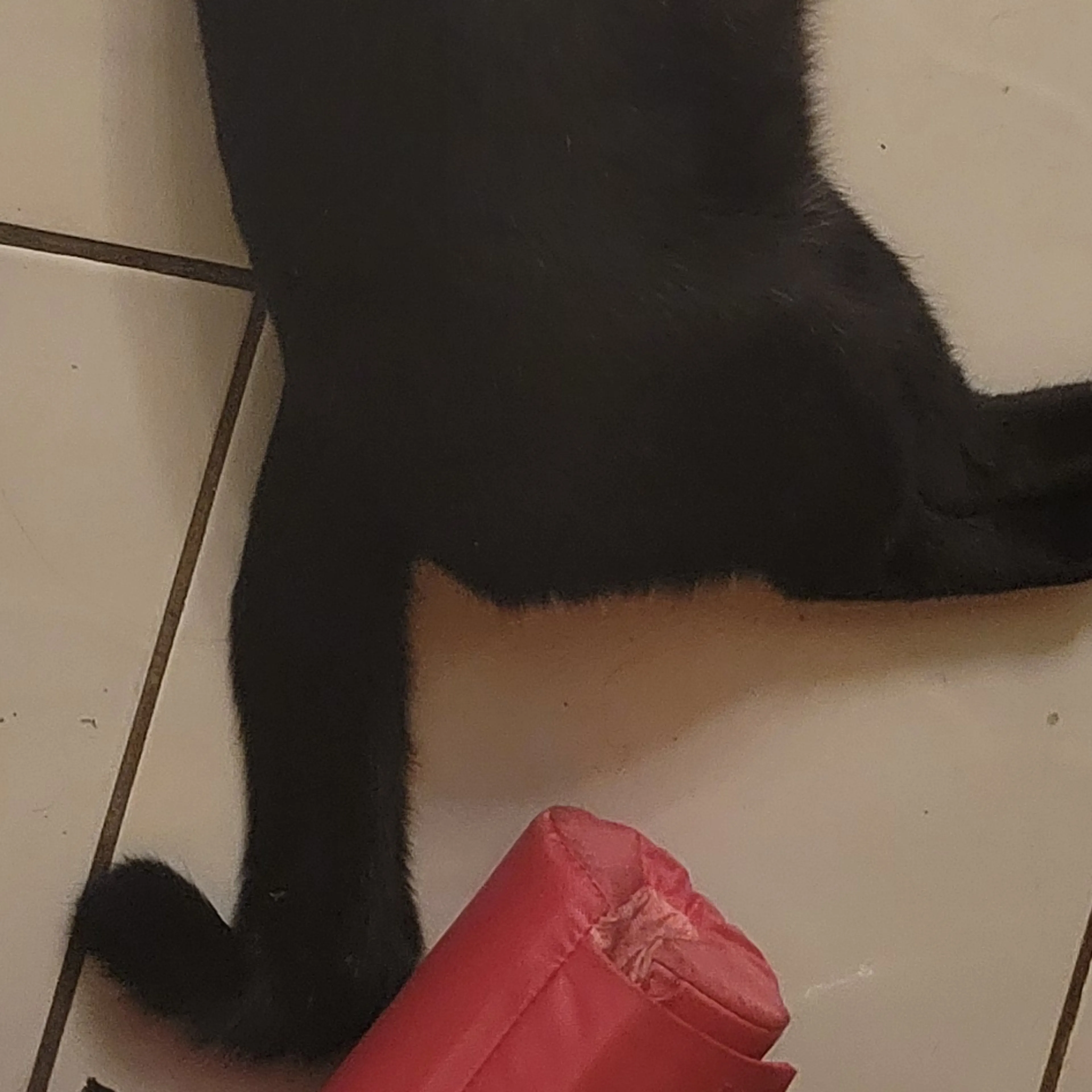 Lost pet-3