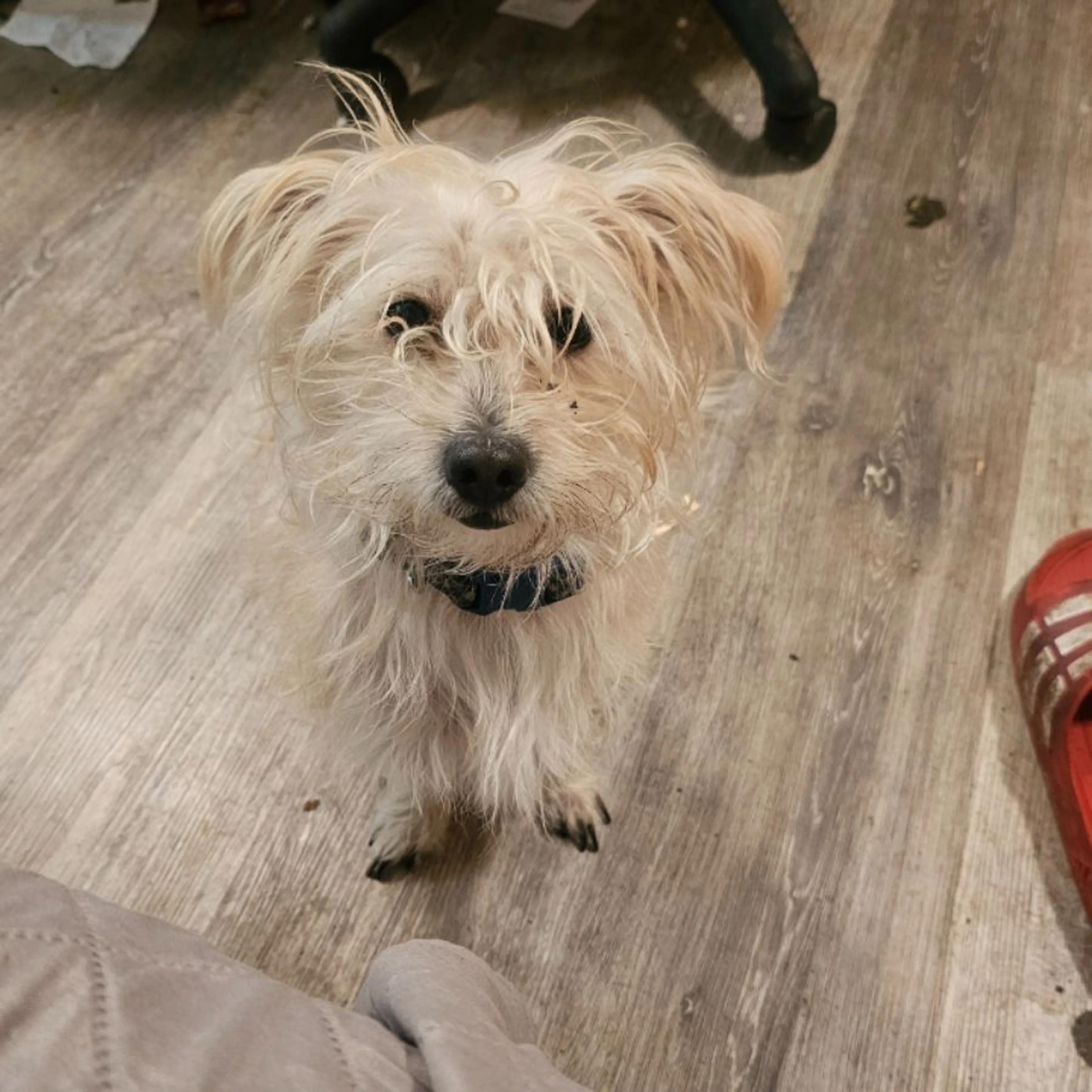 Lost pet
