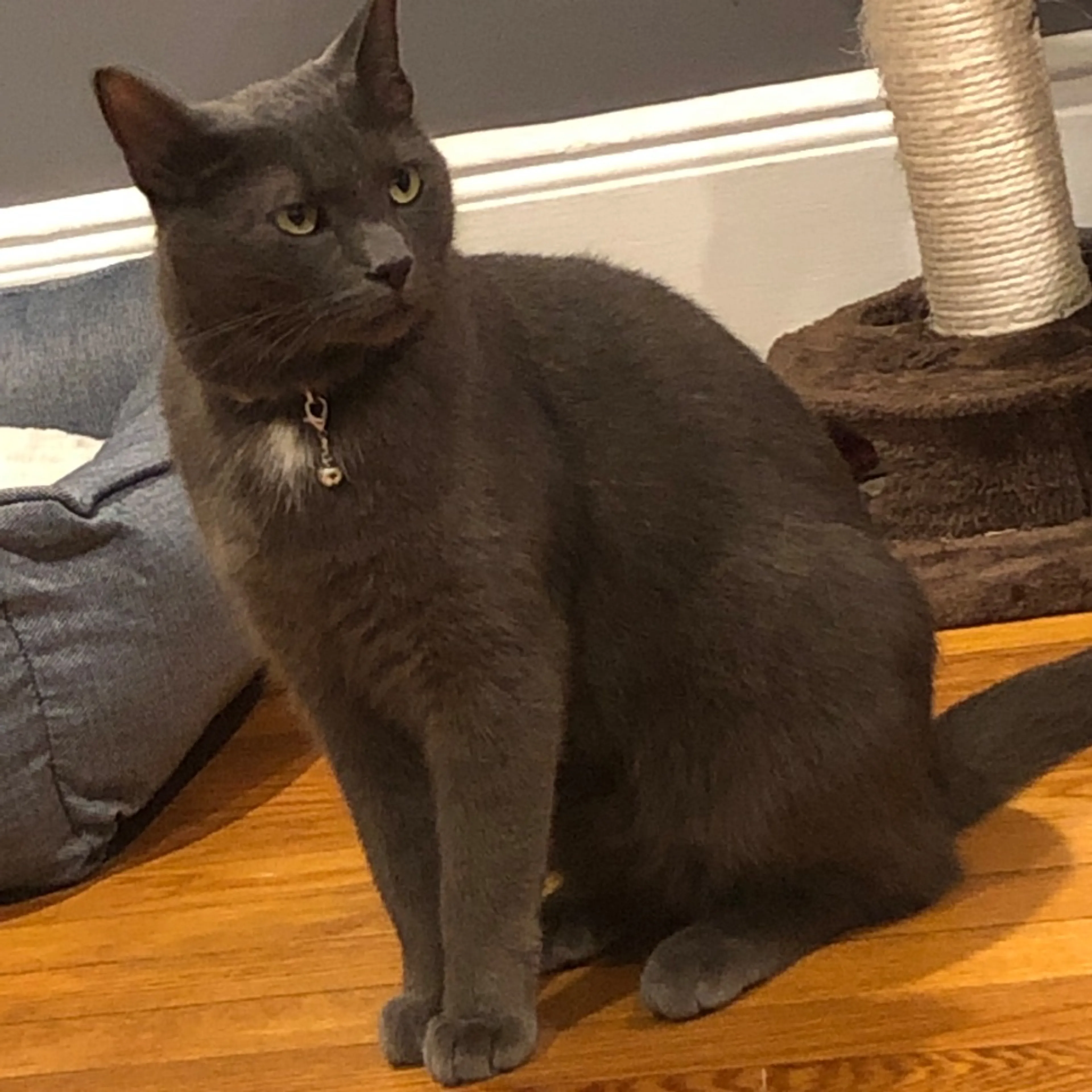 Lost pet