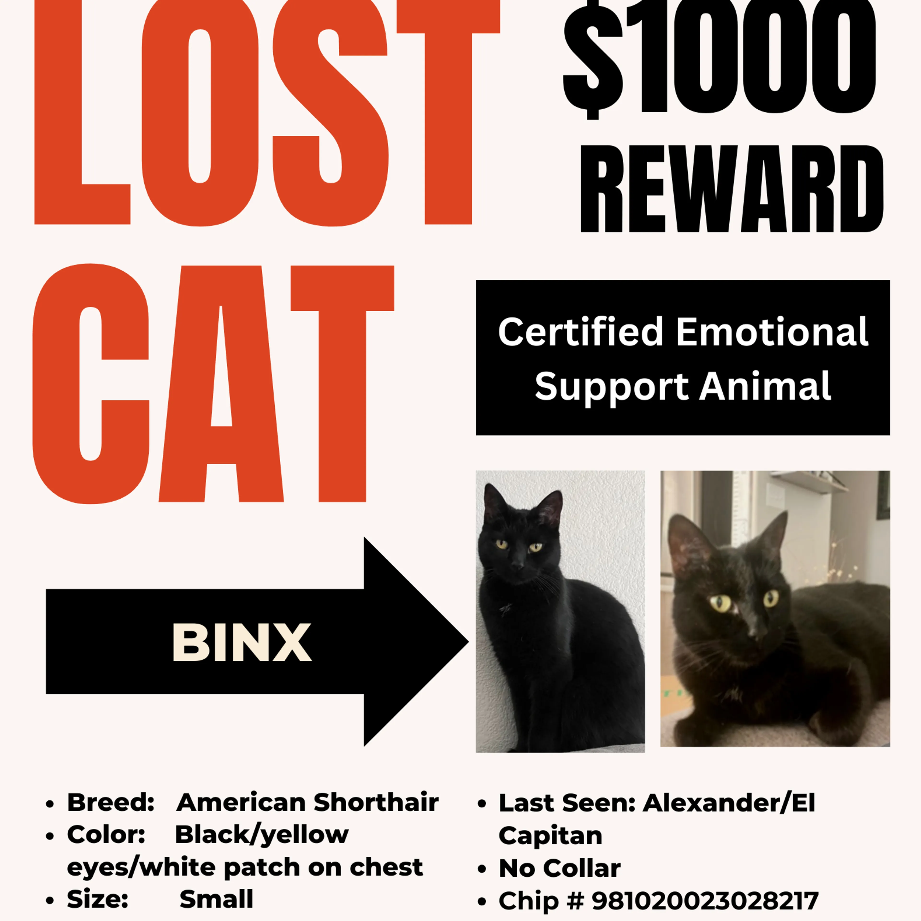 Lost pet-2