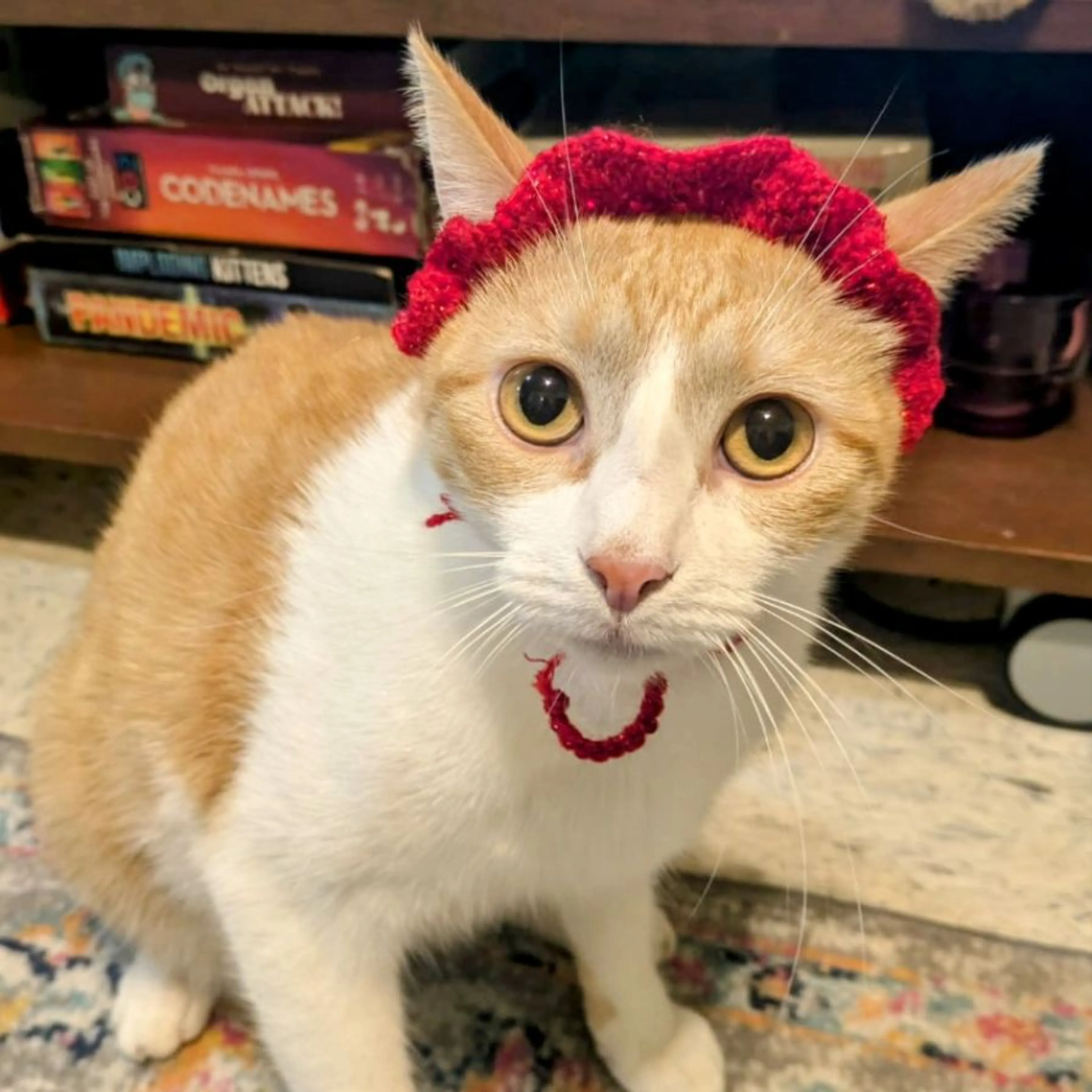 Lost pet