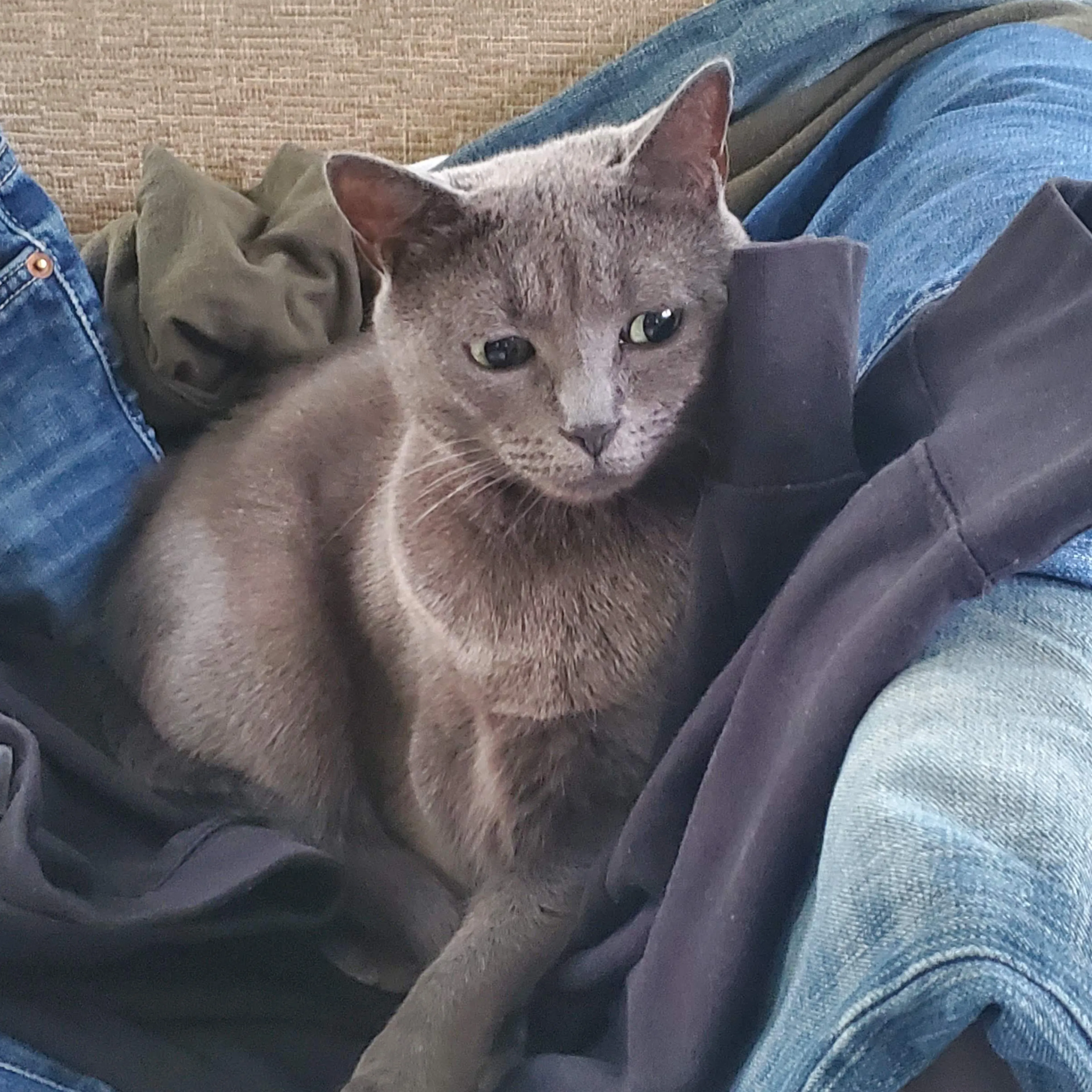 Lost pet-1