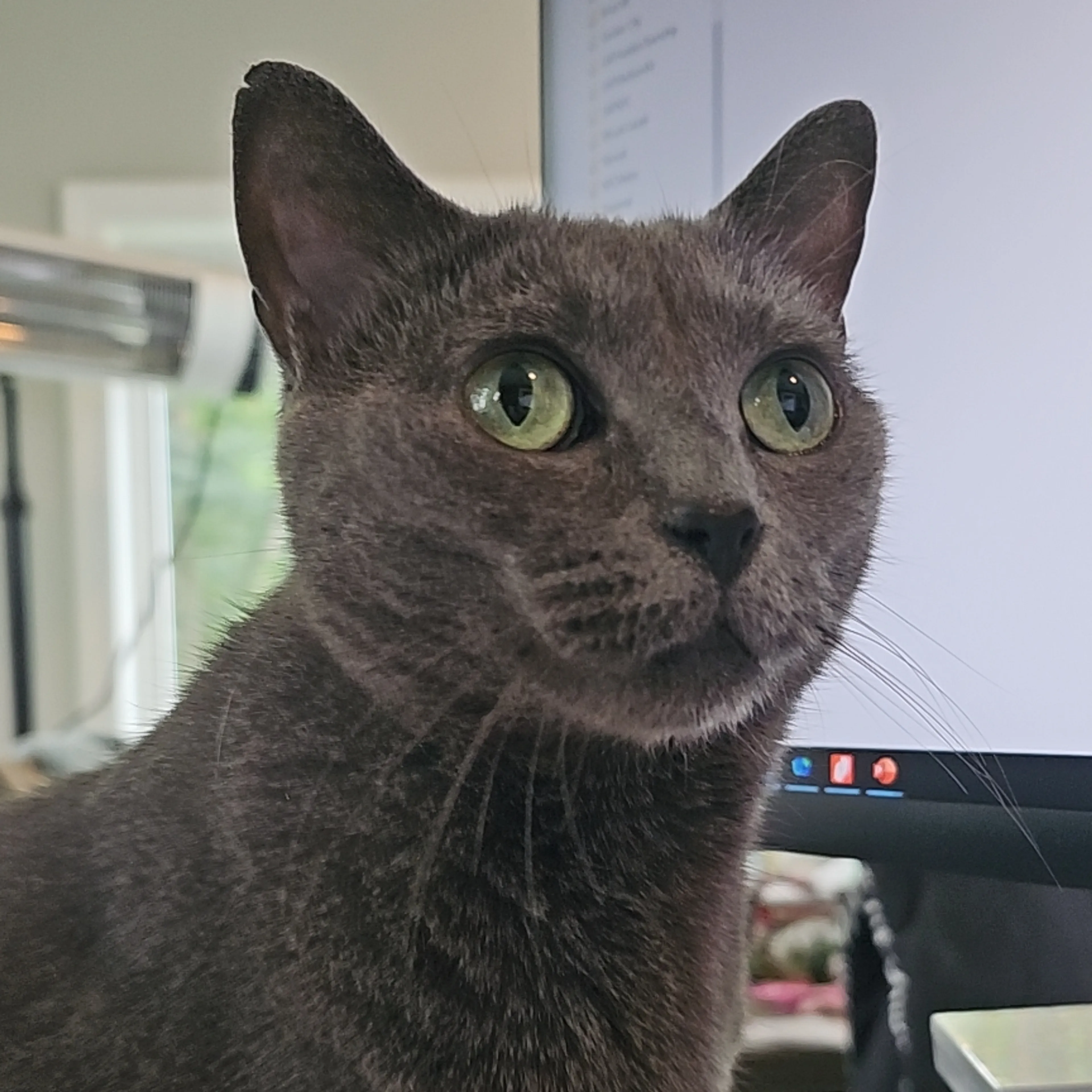 Lost pet-2