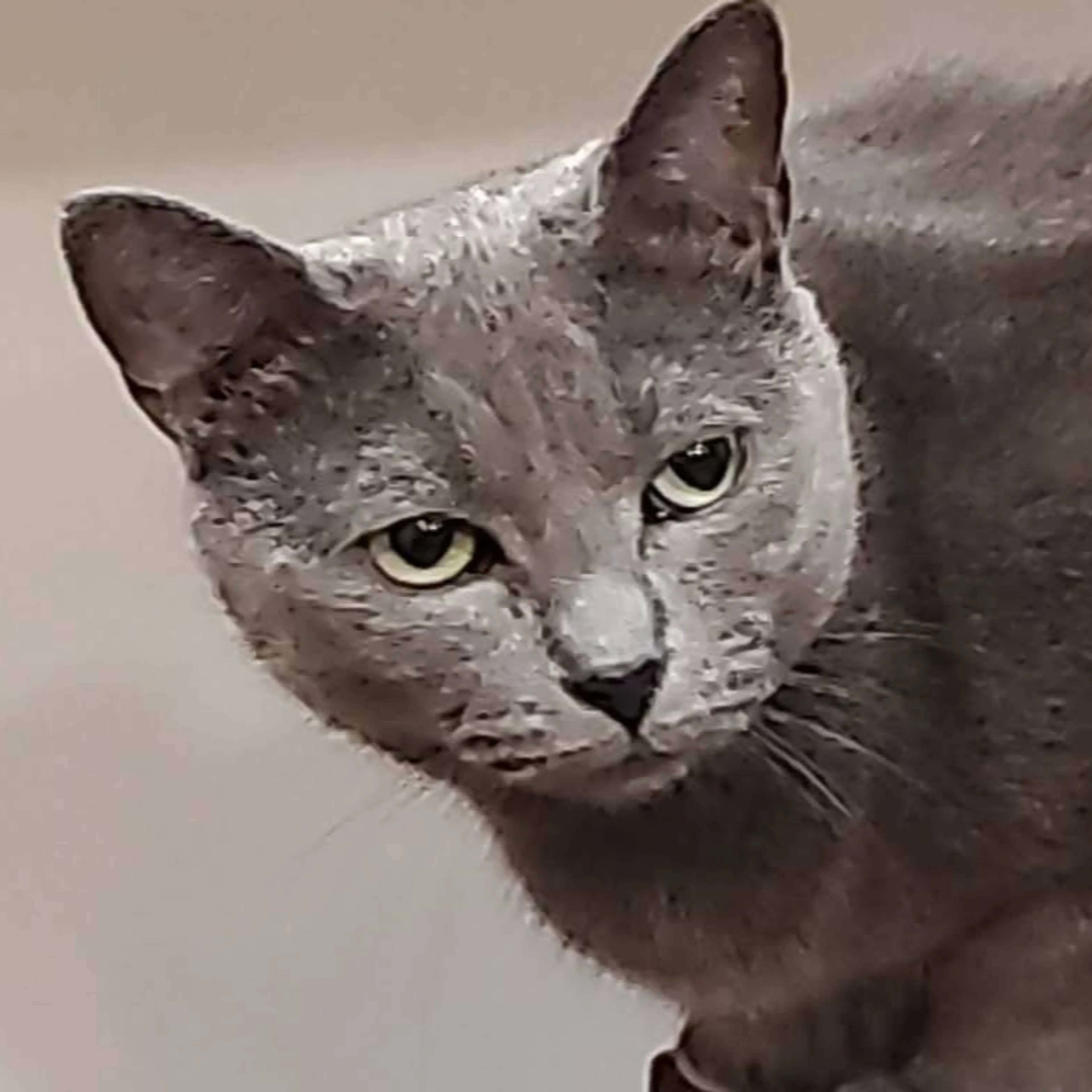 Lost pet-0