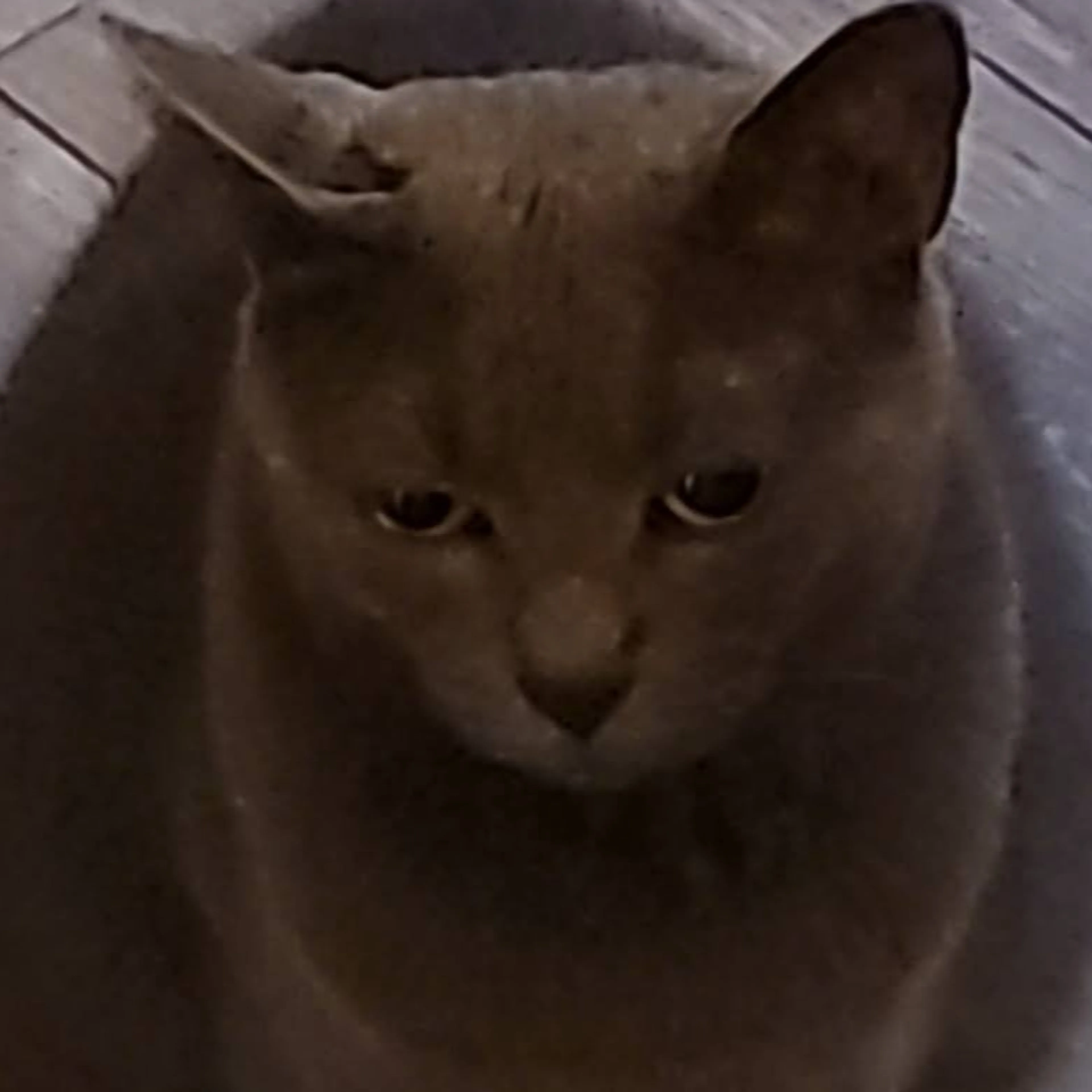 Lost pet-3