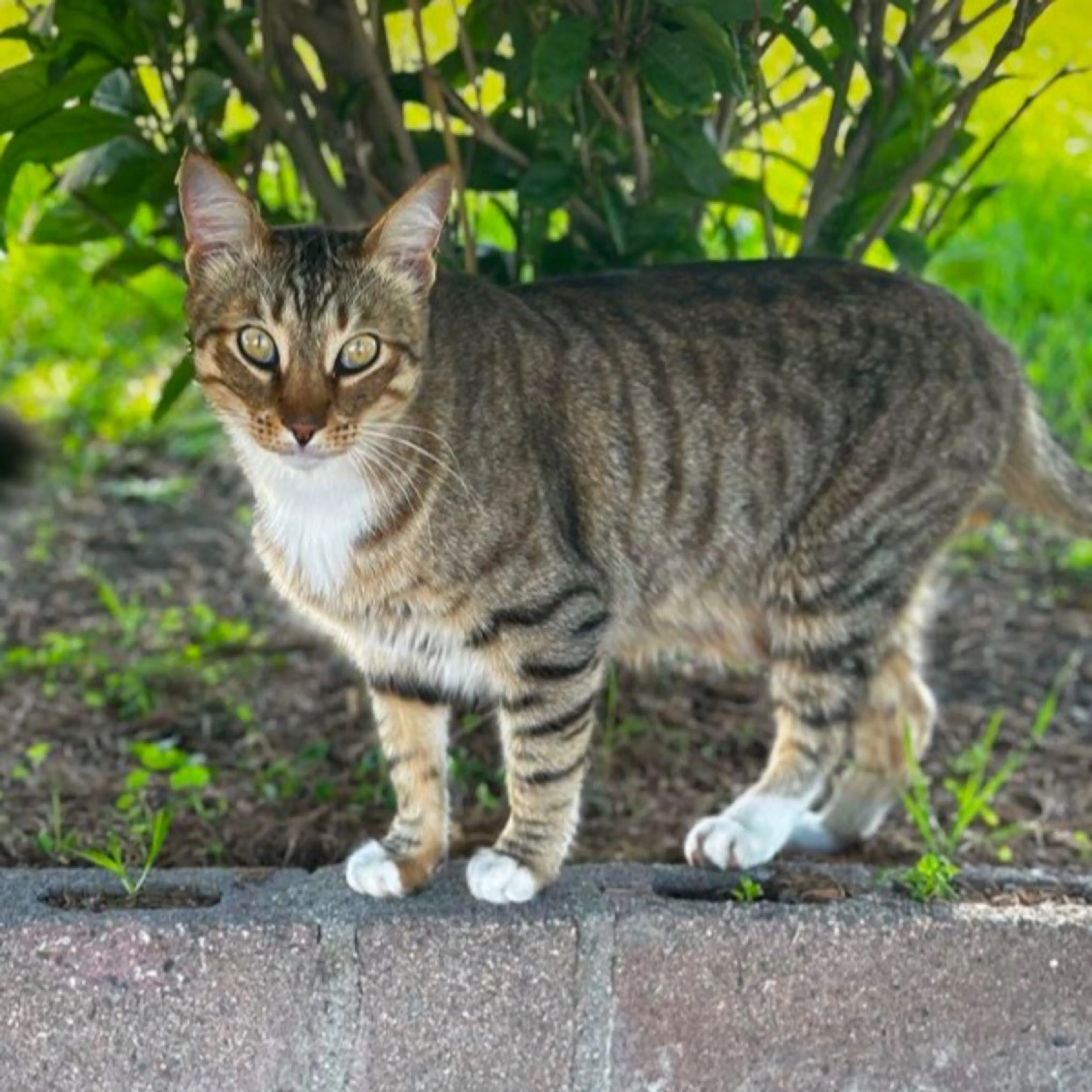 Lost pet