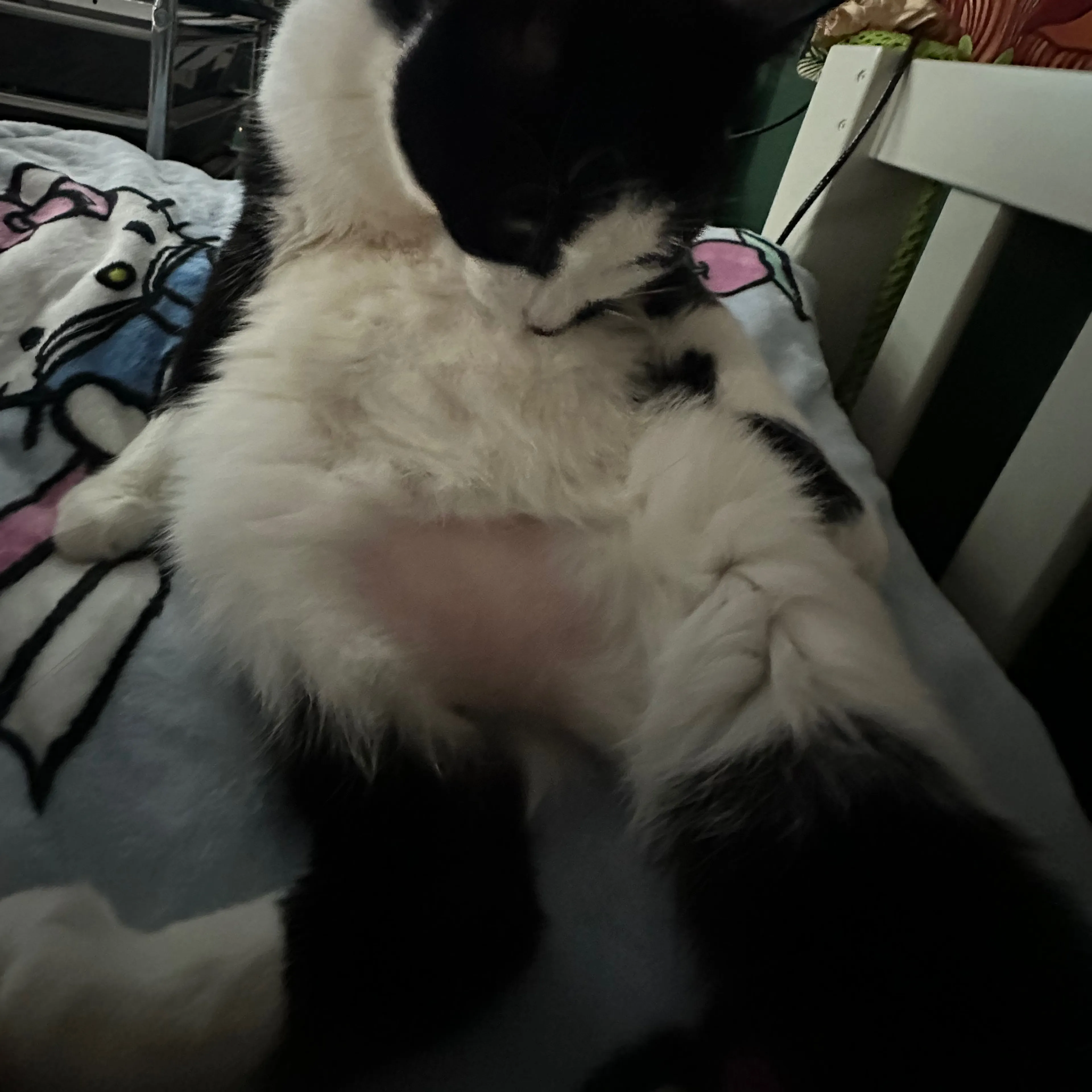 Lost pet-3