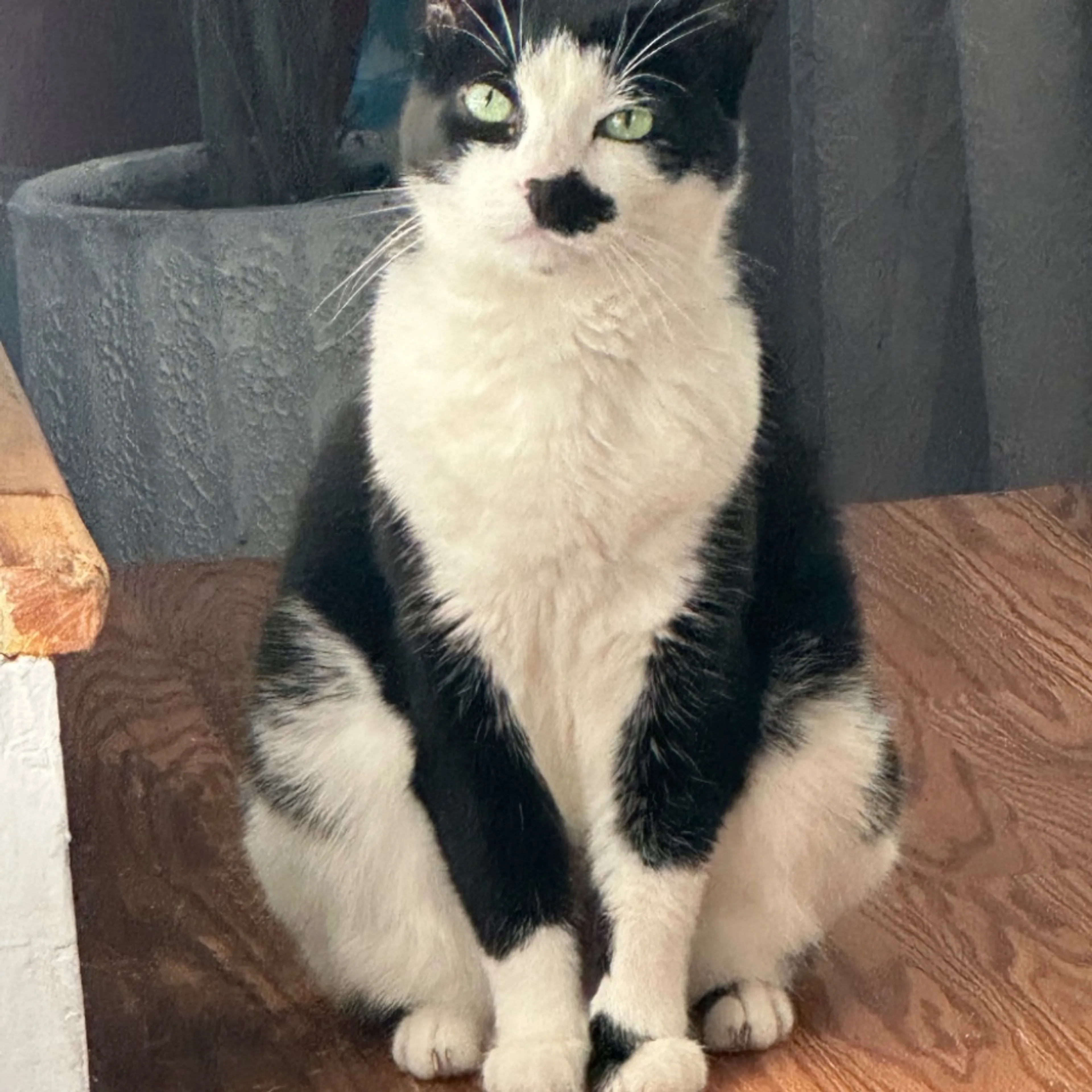 Lost pet-0