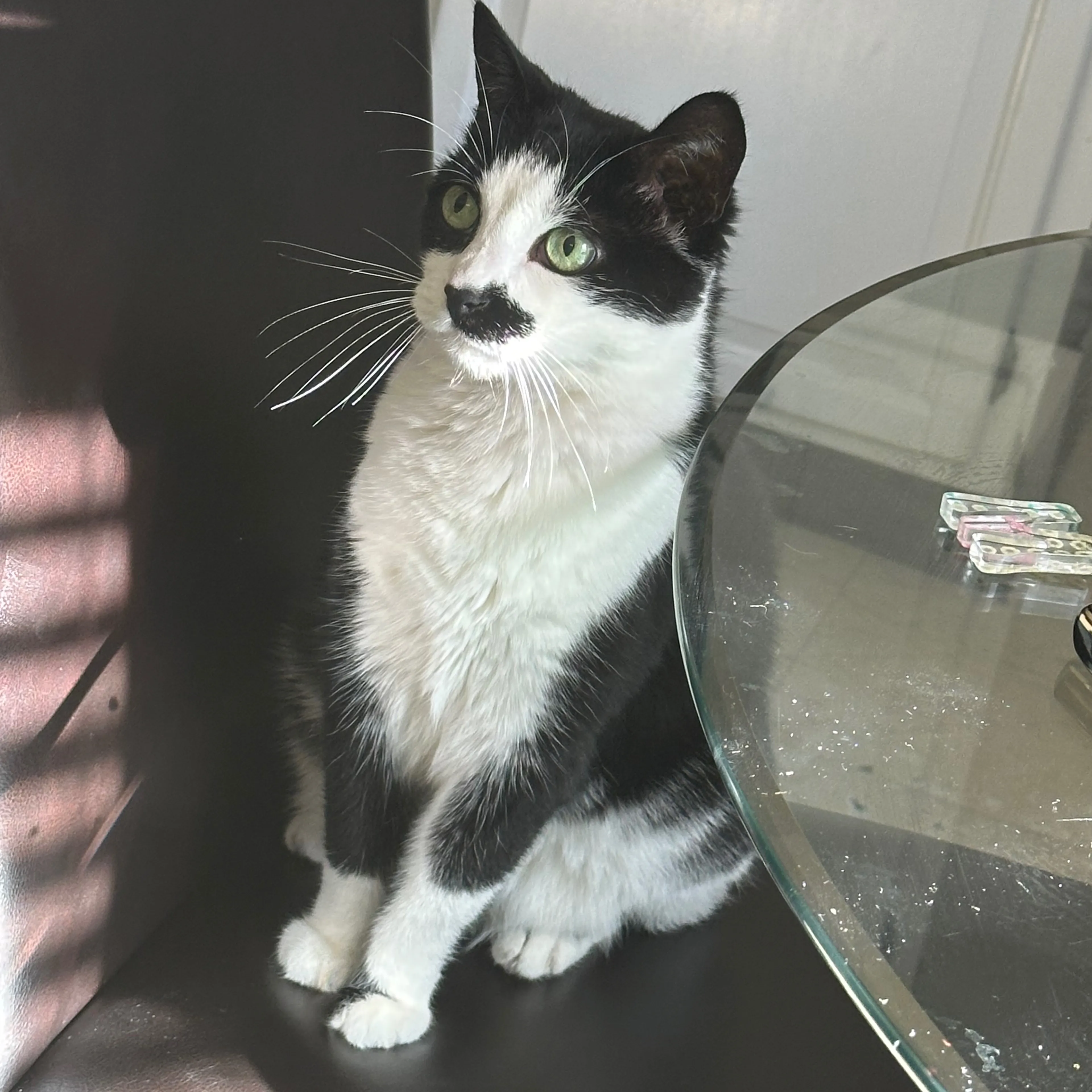 Lost pet-1