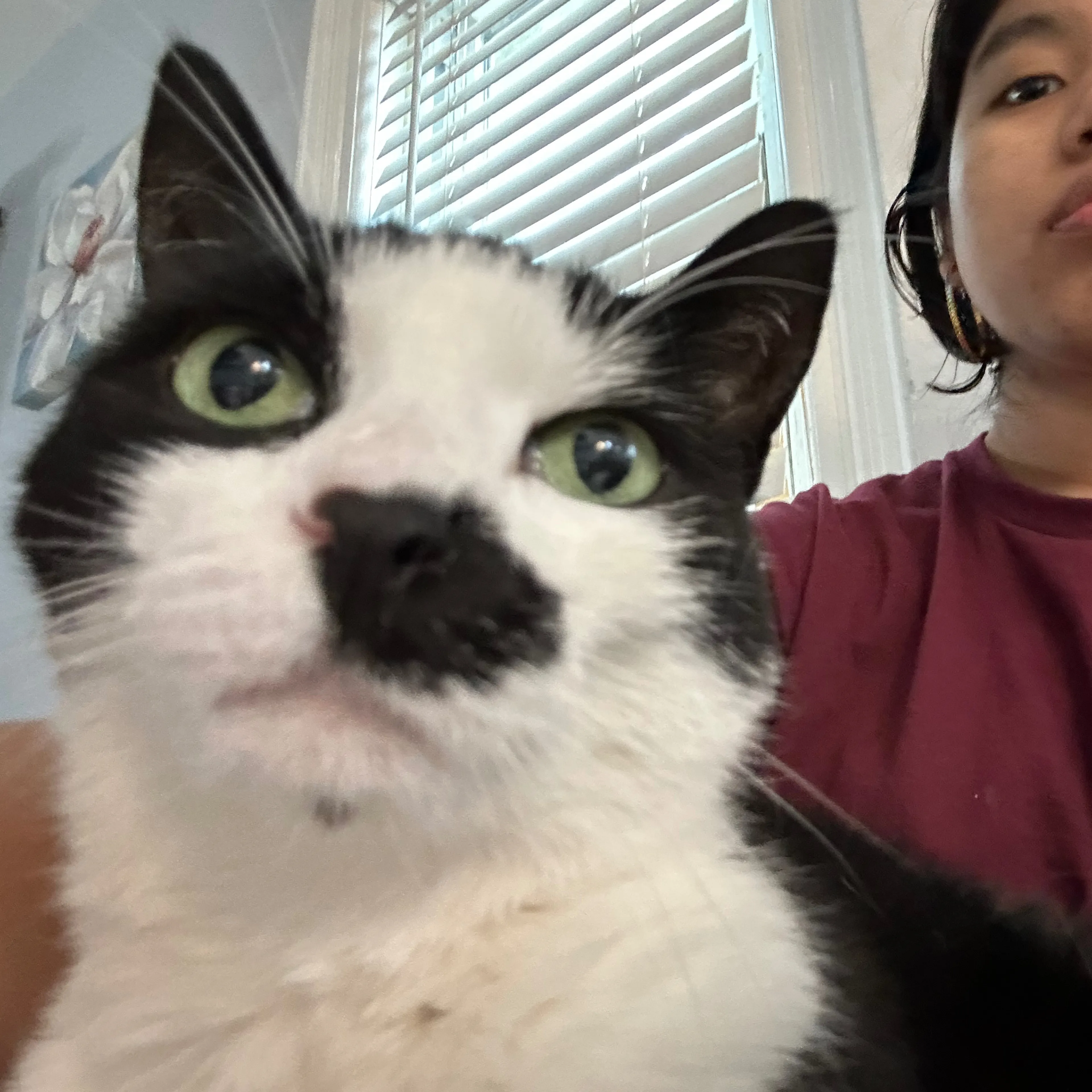 Lost pet-2