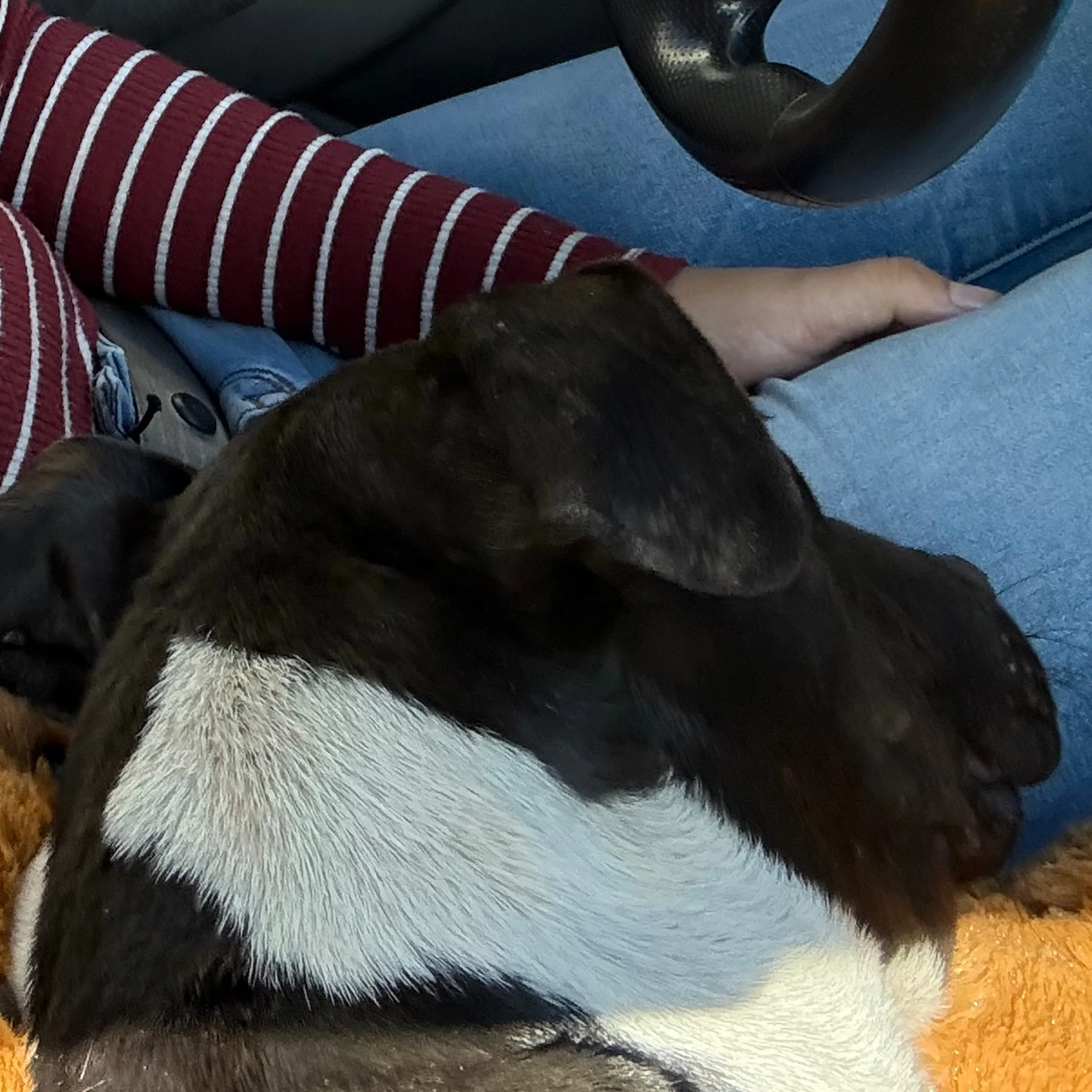 Lost pet-3