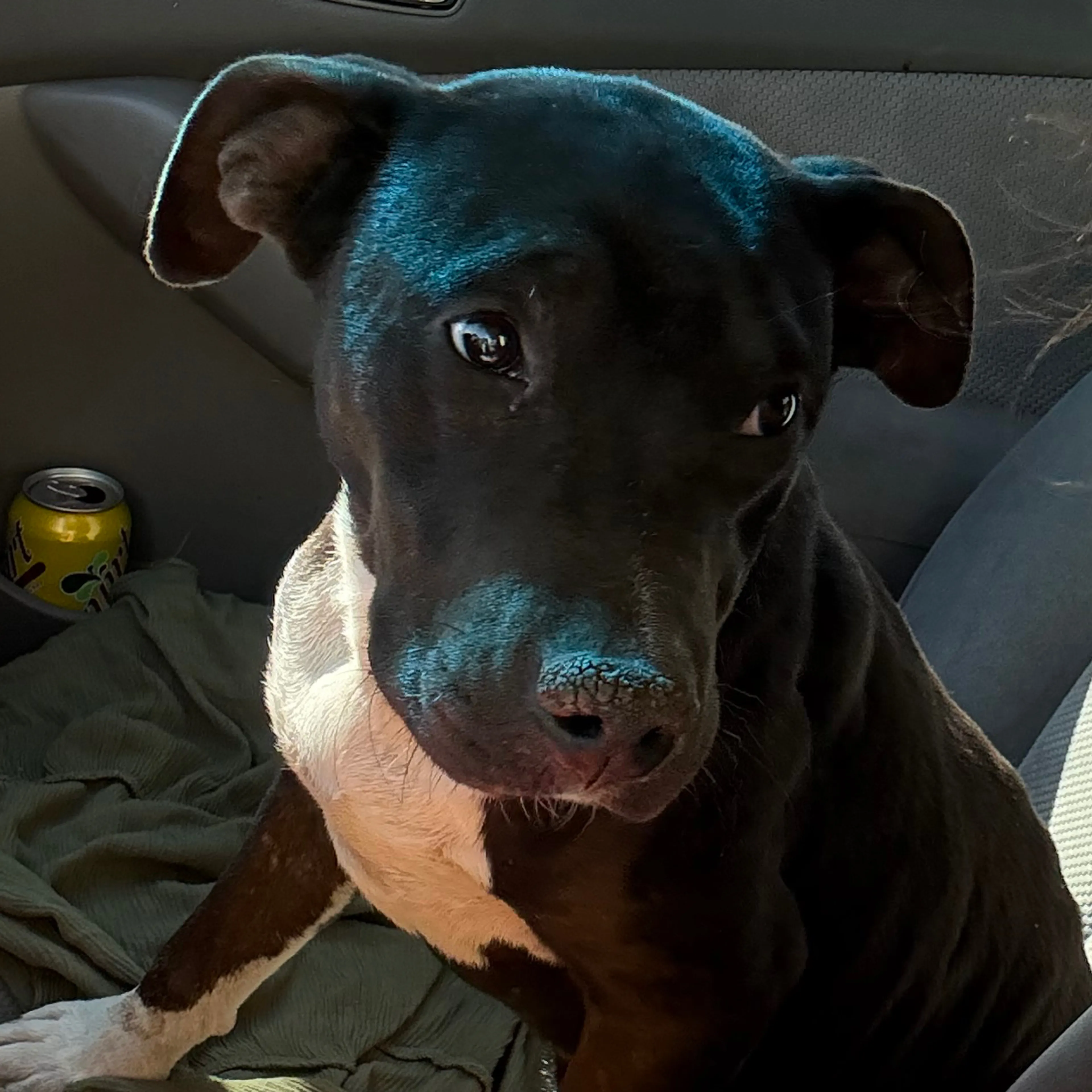Lost pet-2