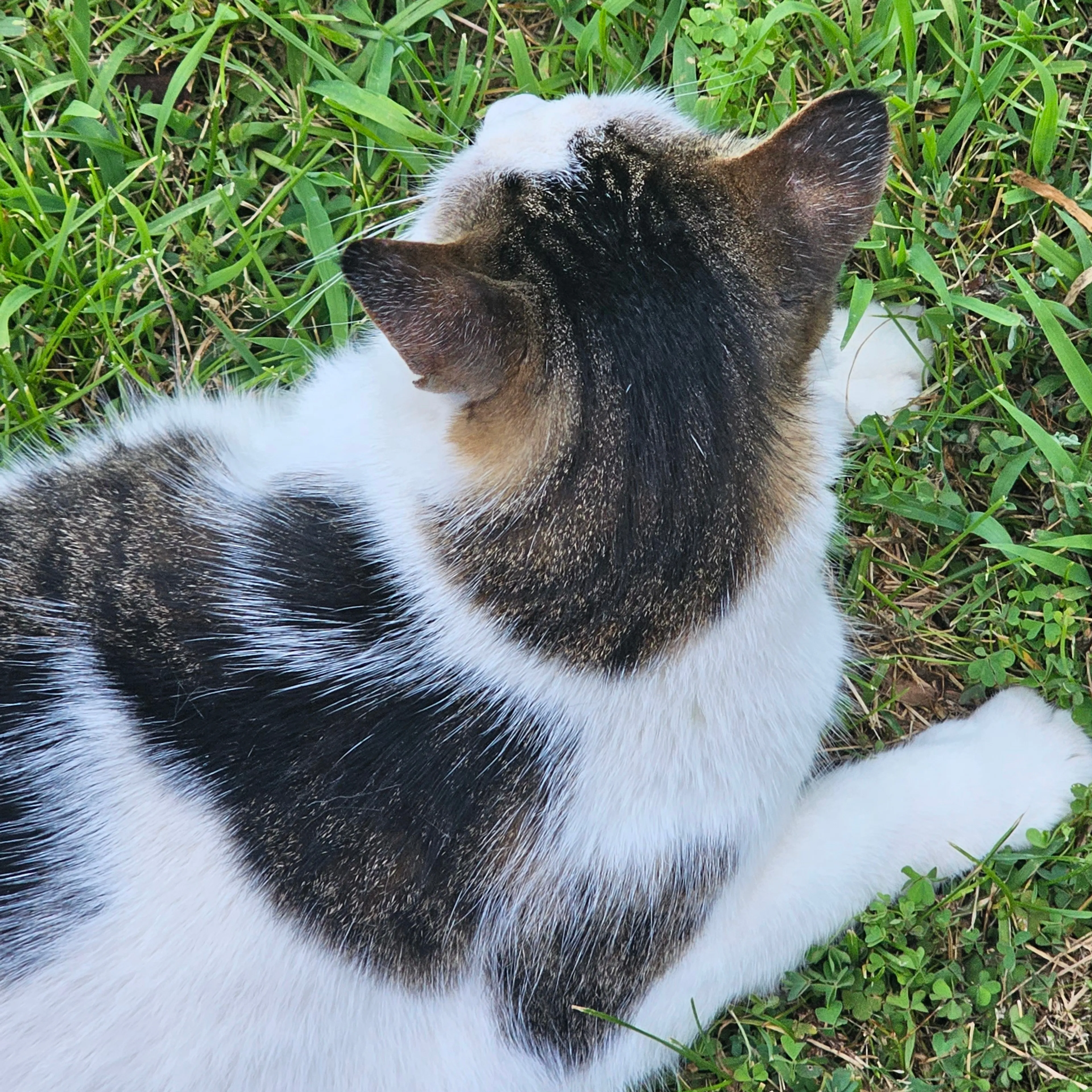 Lost pet-3