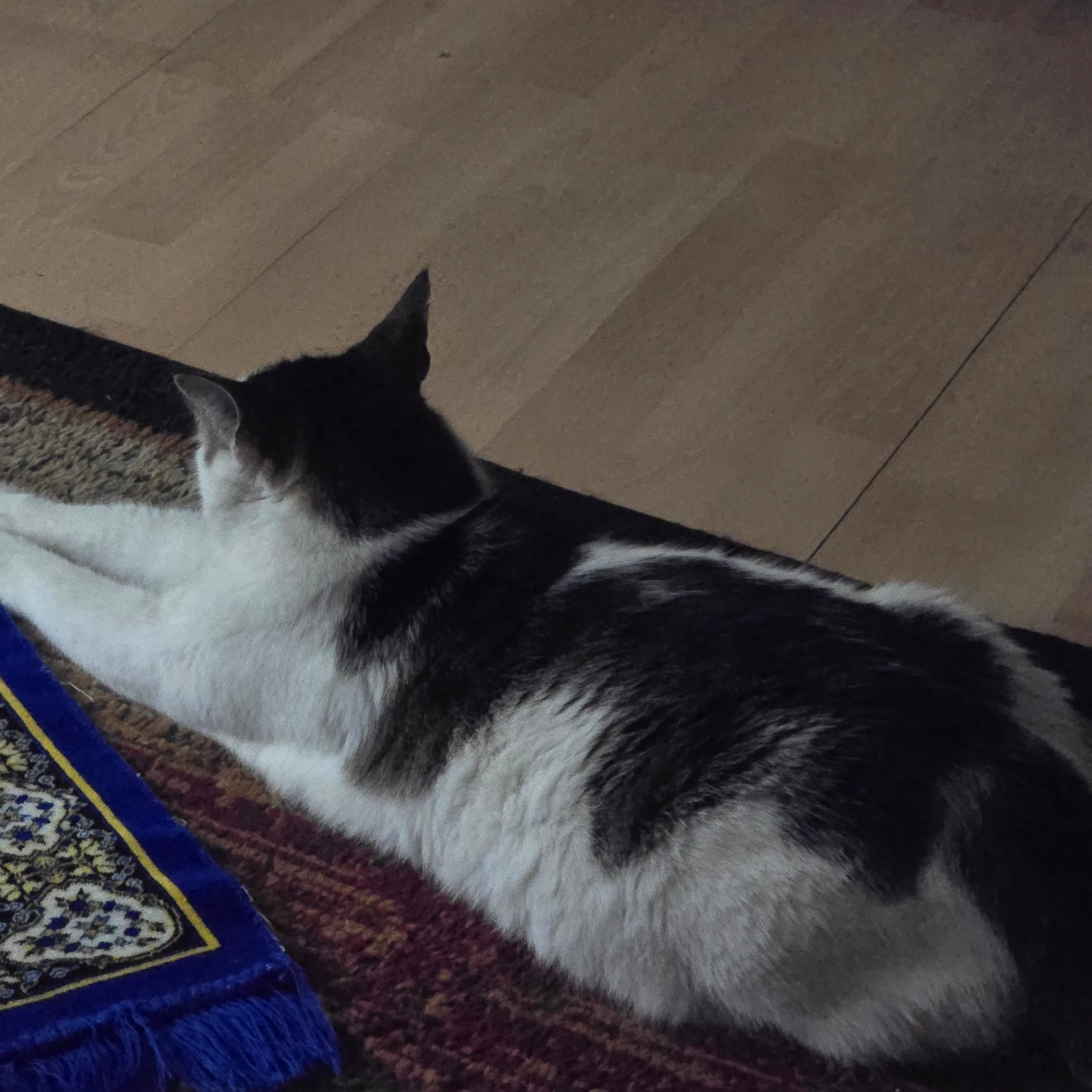 Lost pet-1