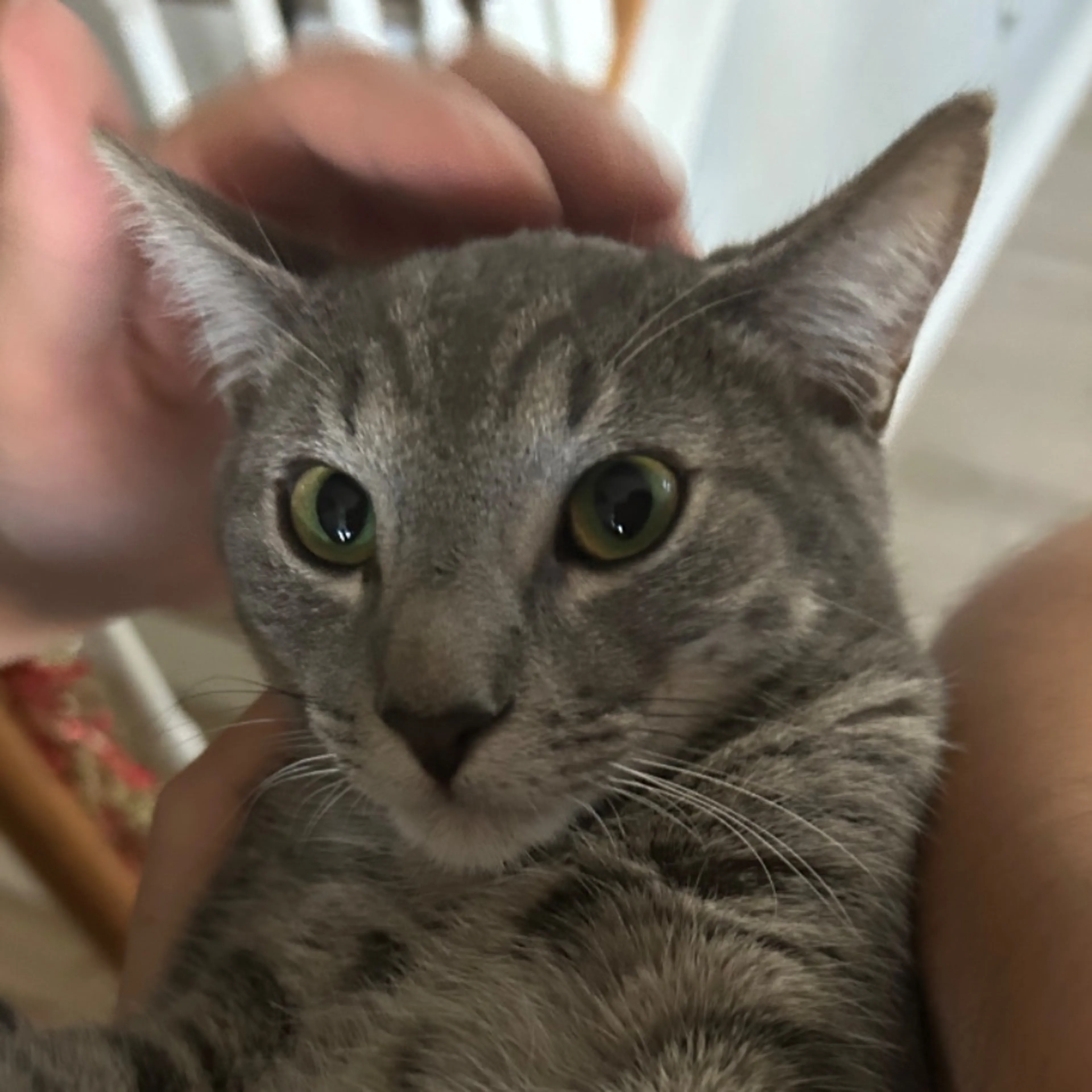Lost pet-0