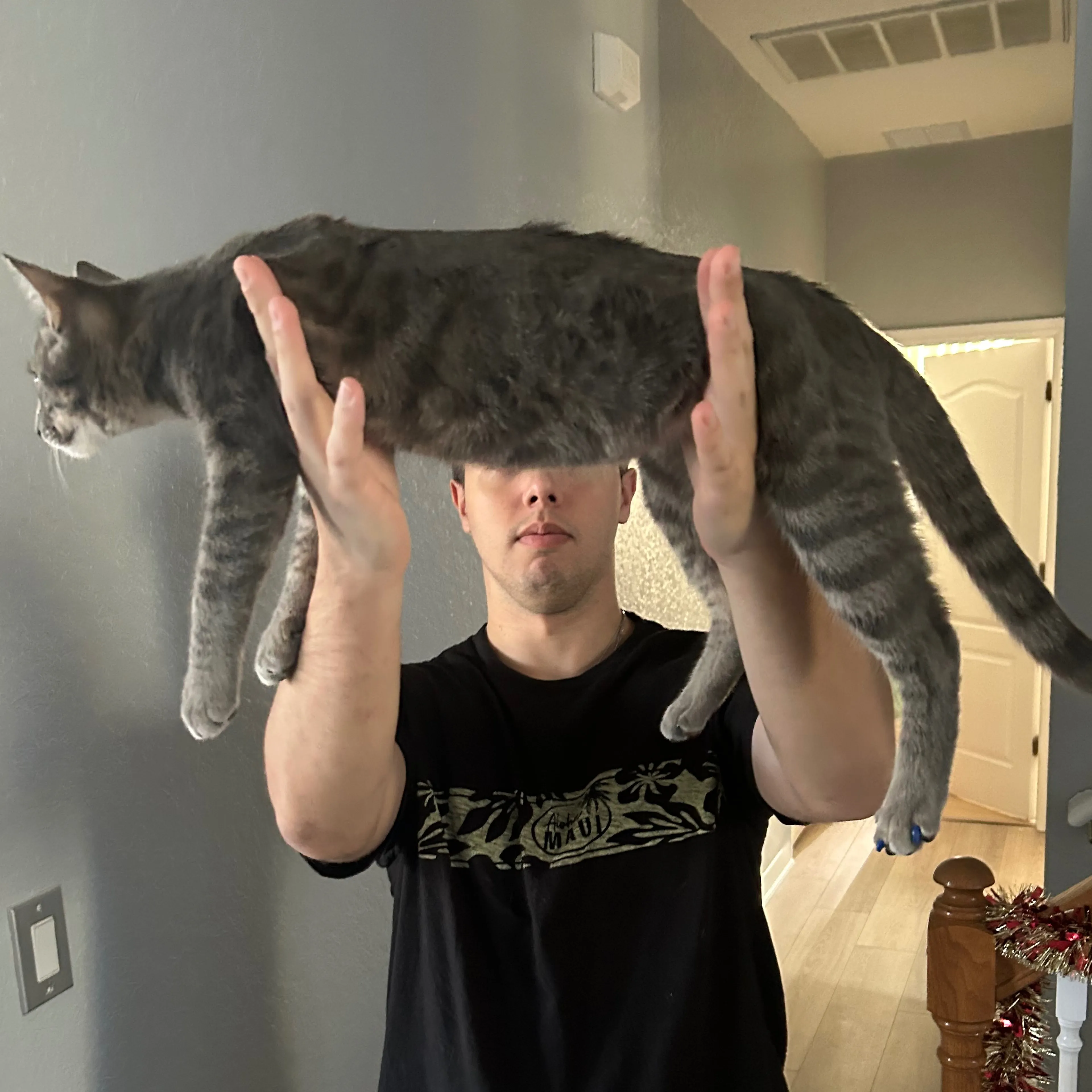 Lost pet-1