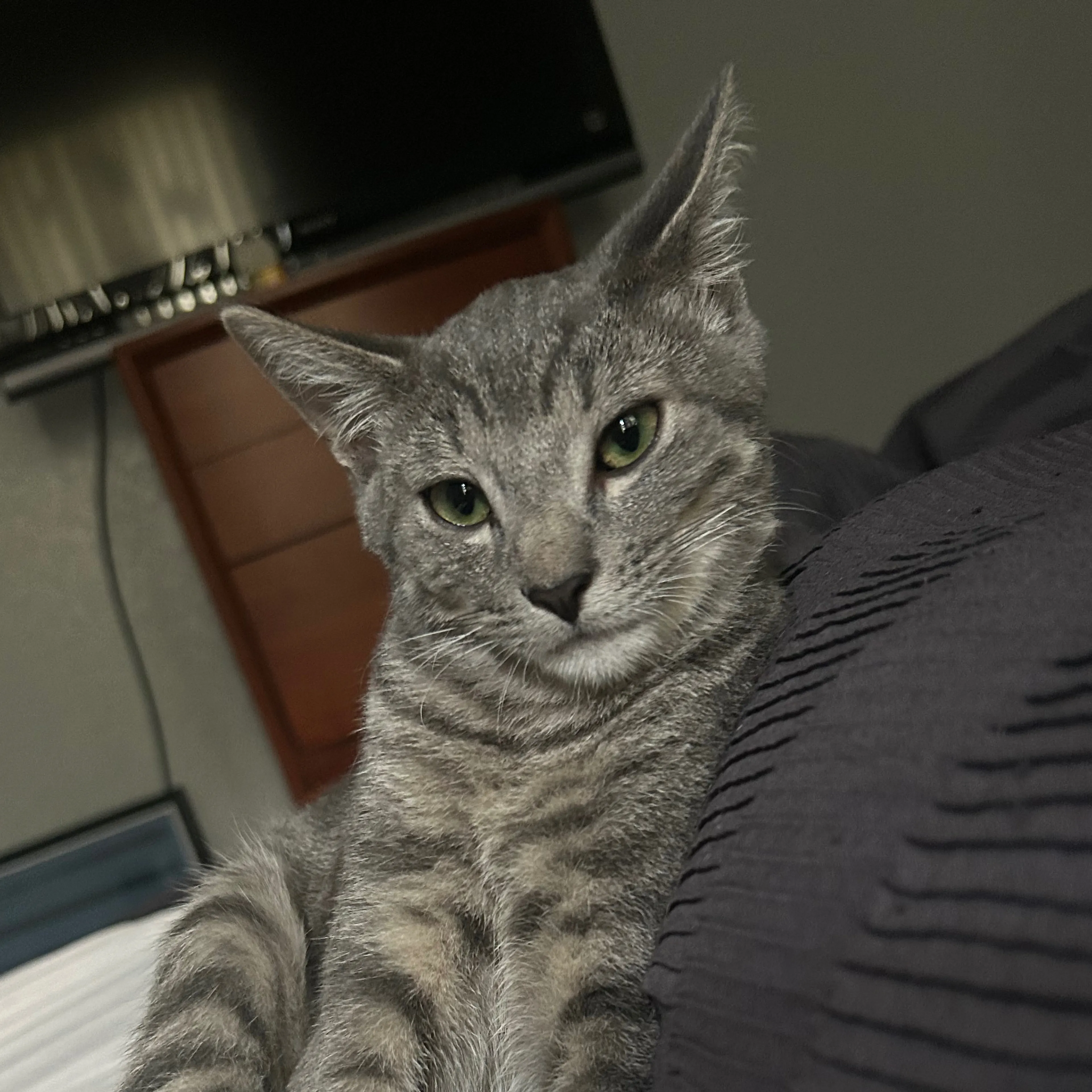 Lost pet-2