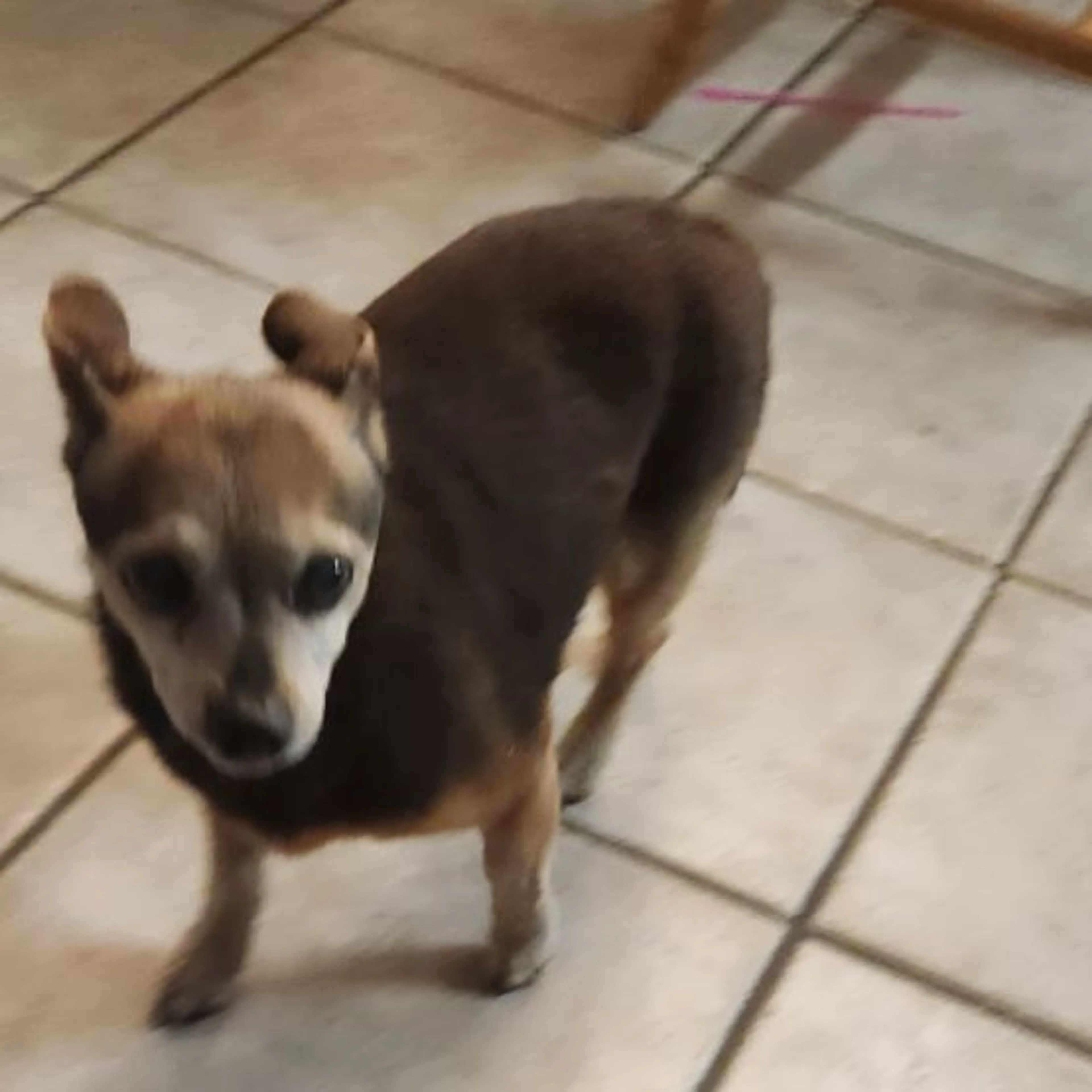 Found pet