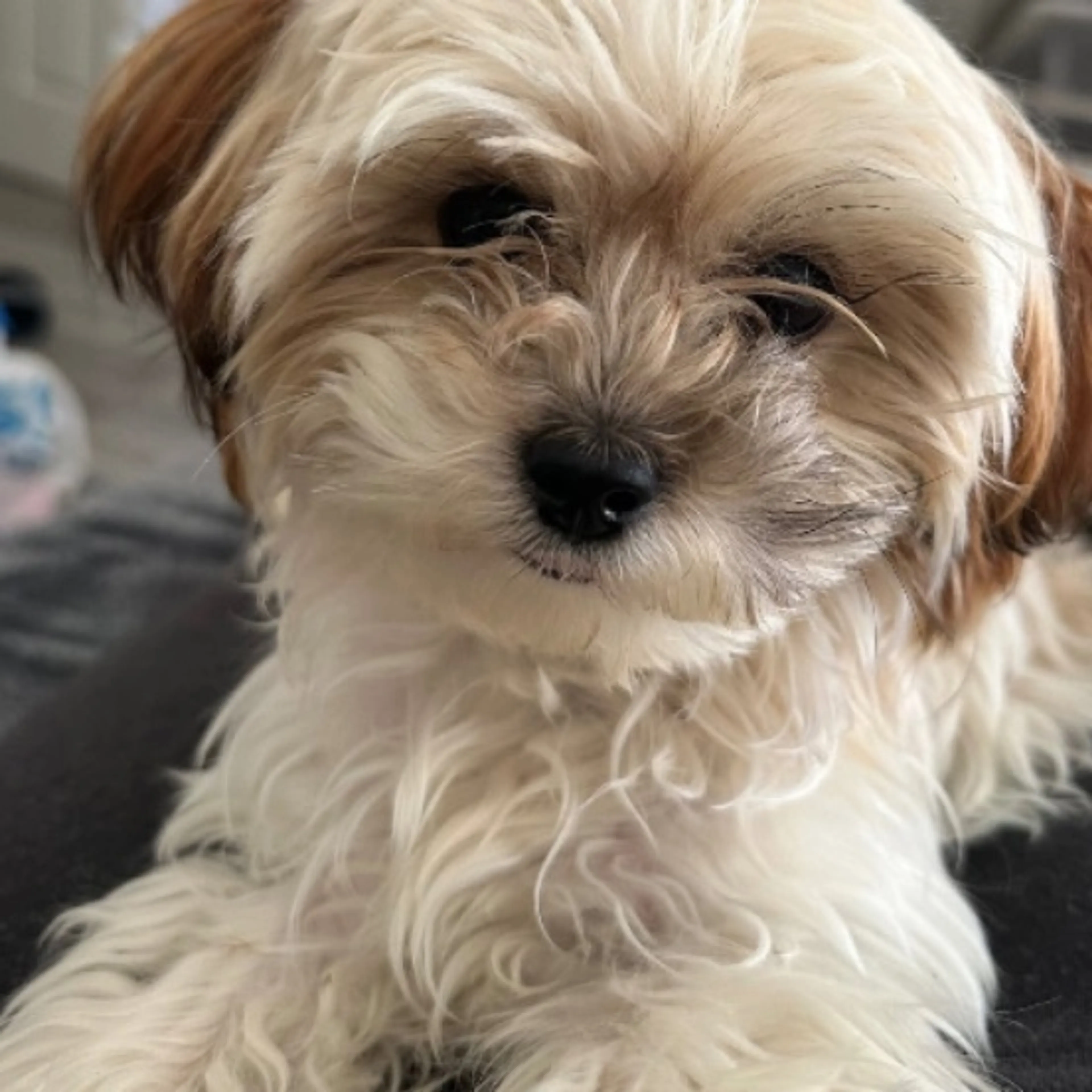 Lost pet