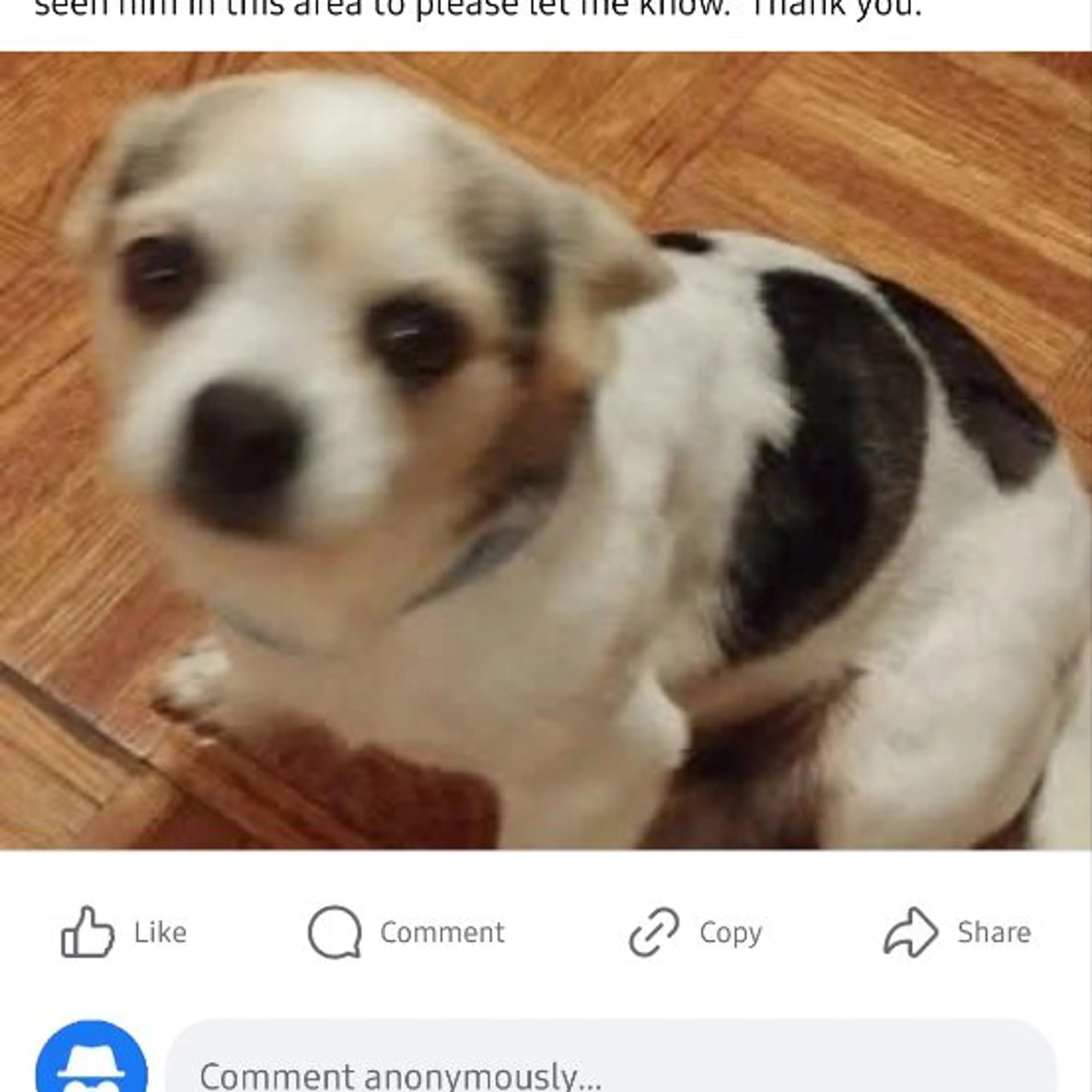 Lost pet