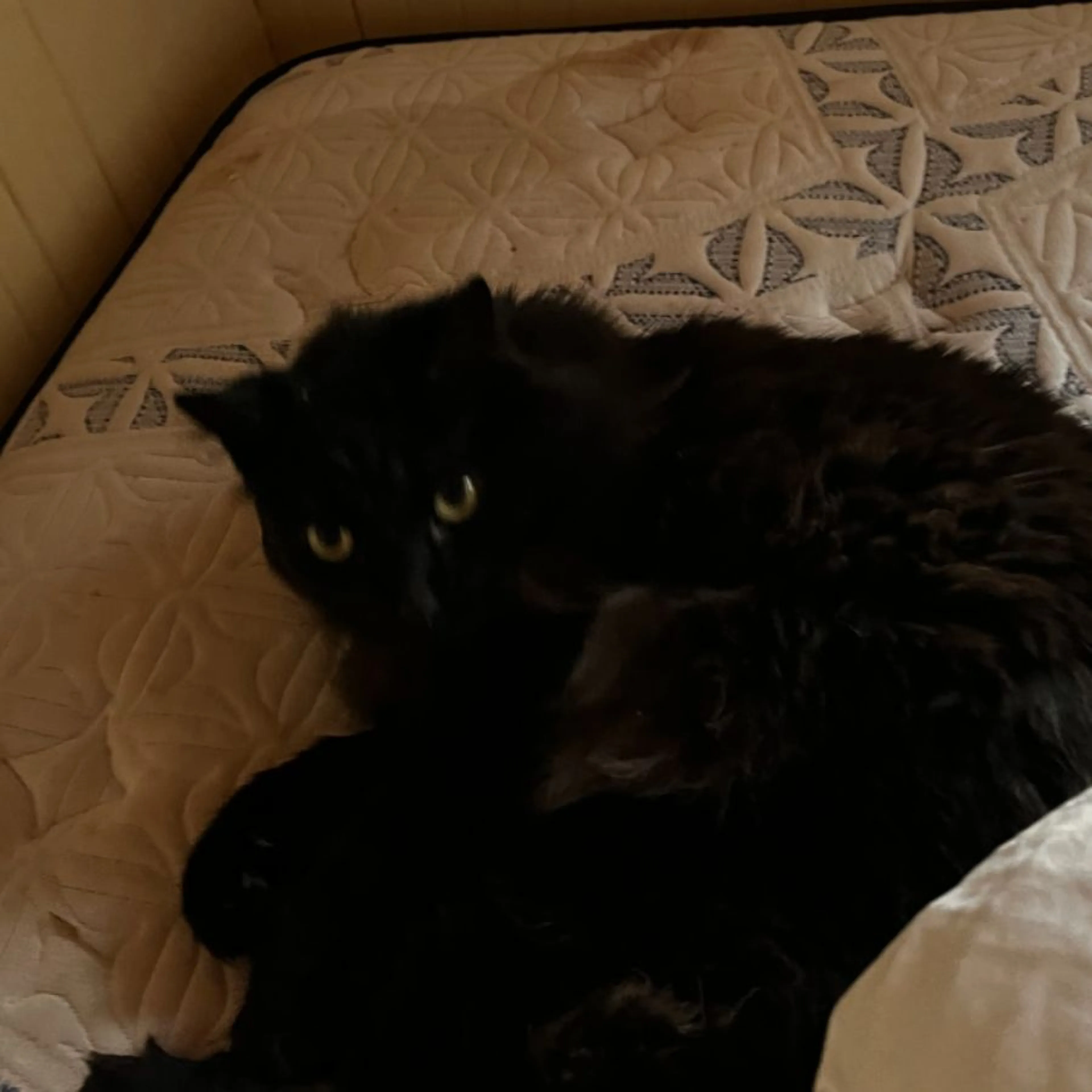 Lost pet