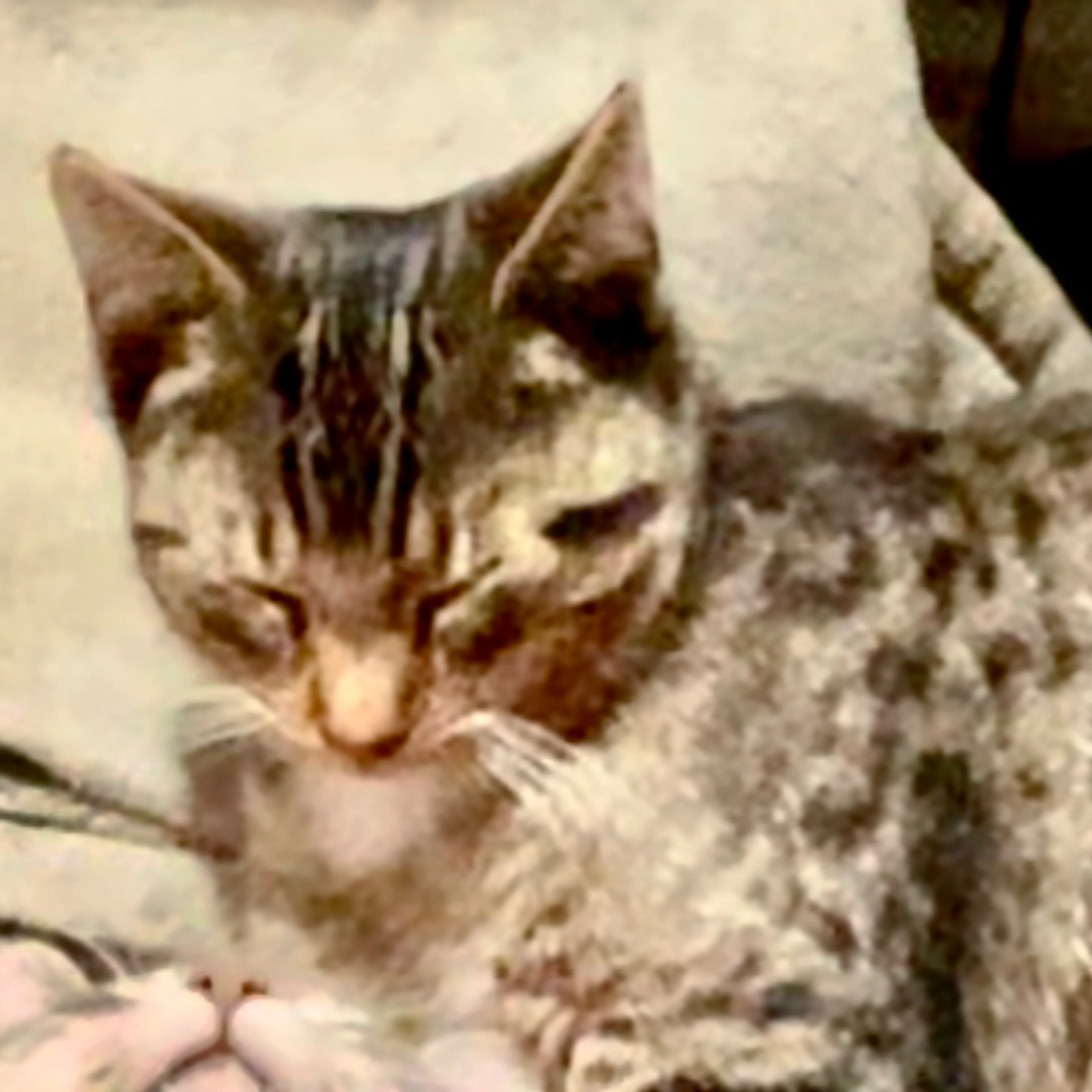 Lost pet-1