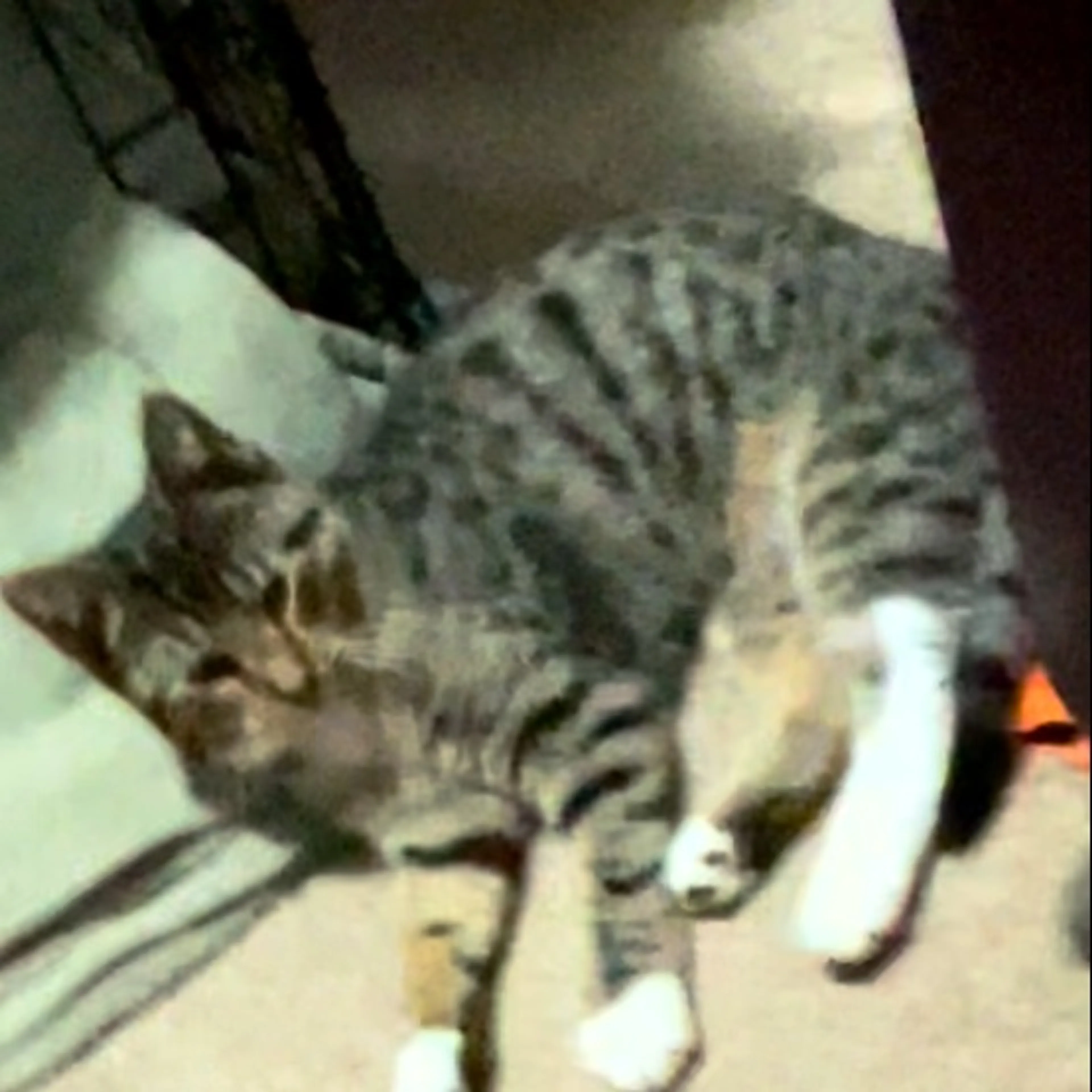 Lost pet-0