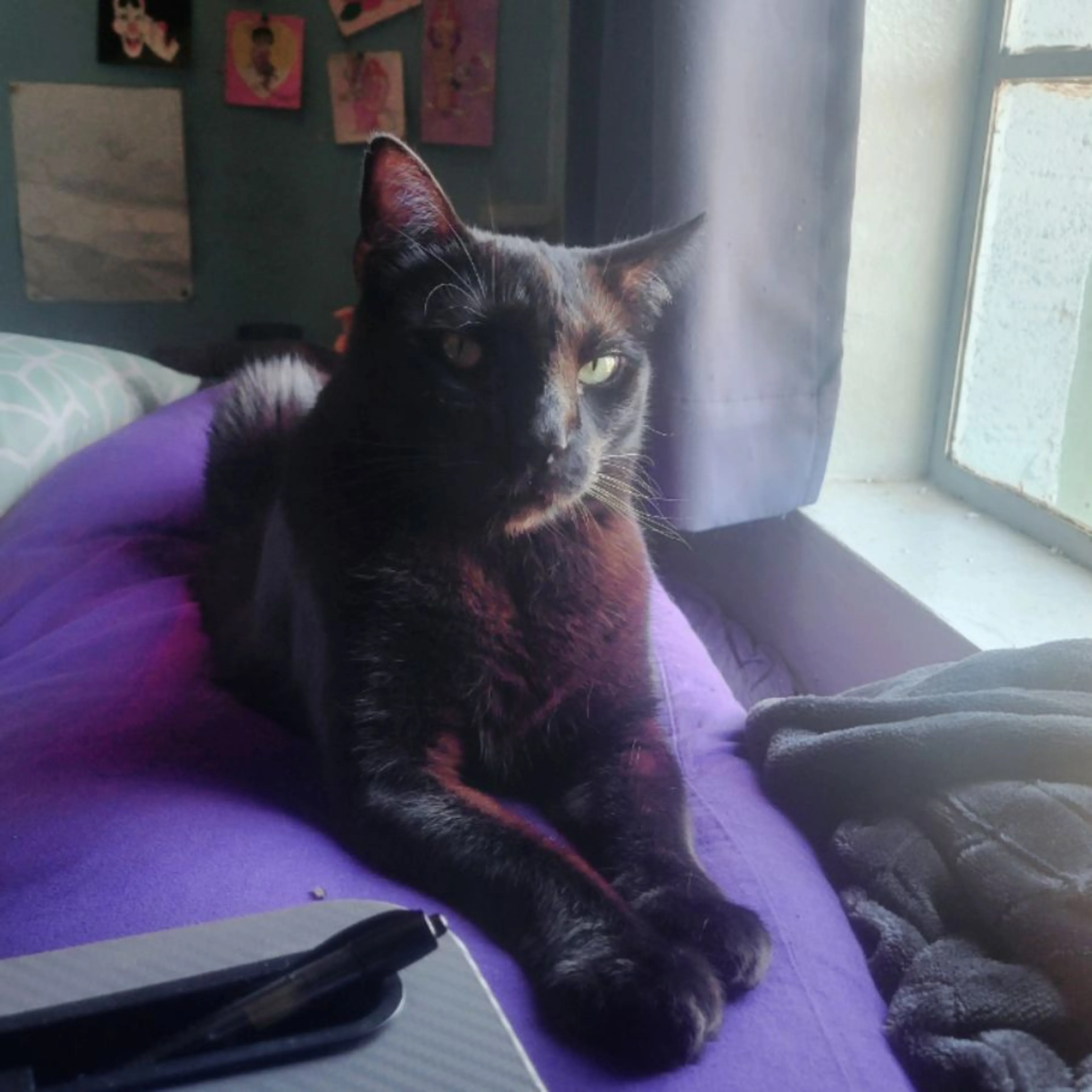 Lost pet