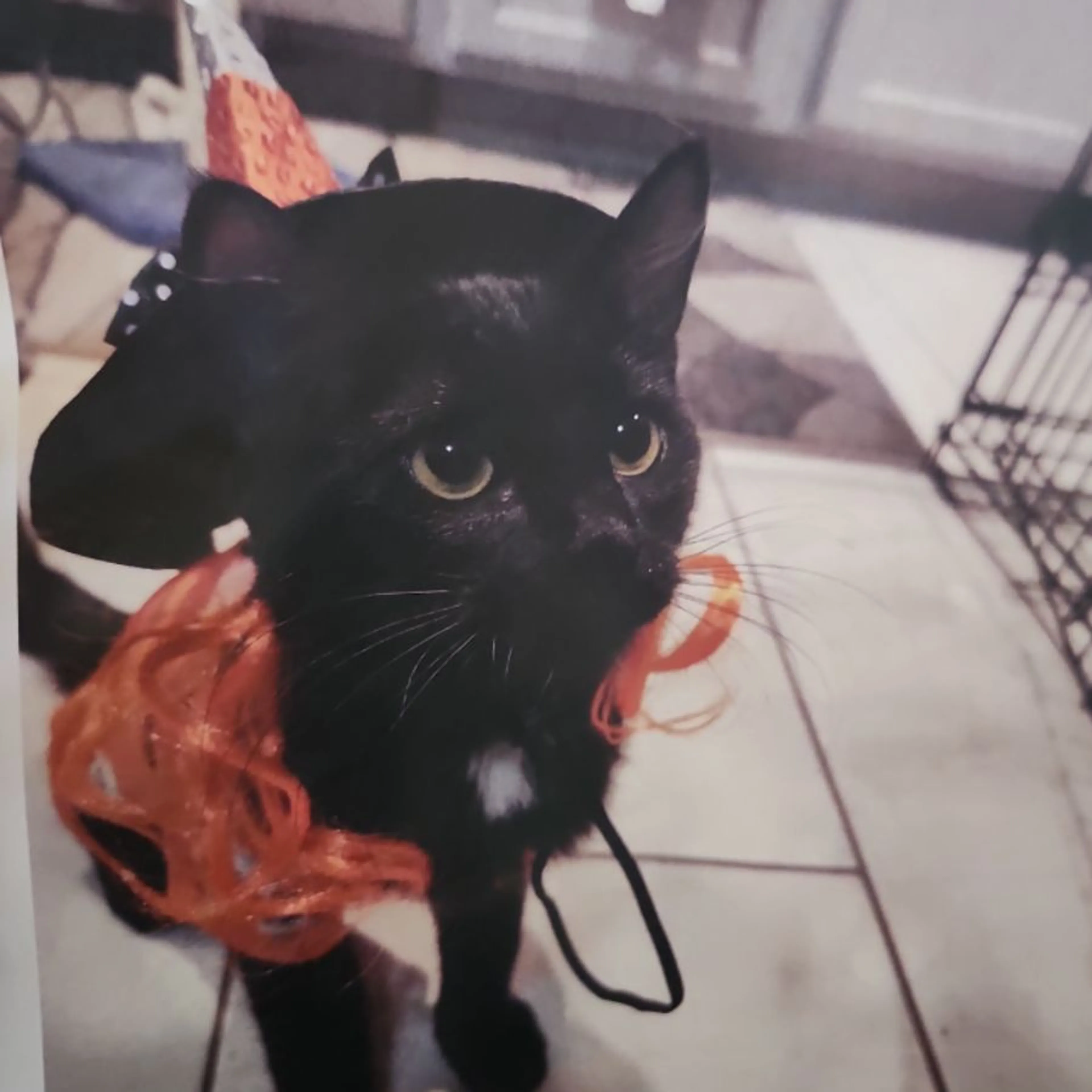 Lost pet