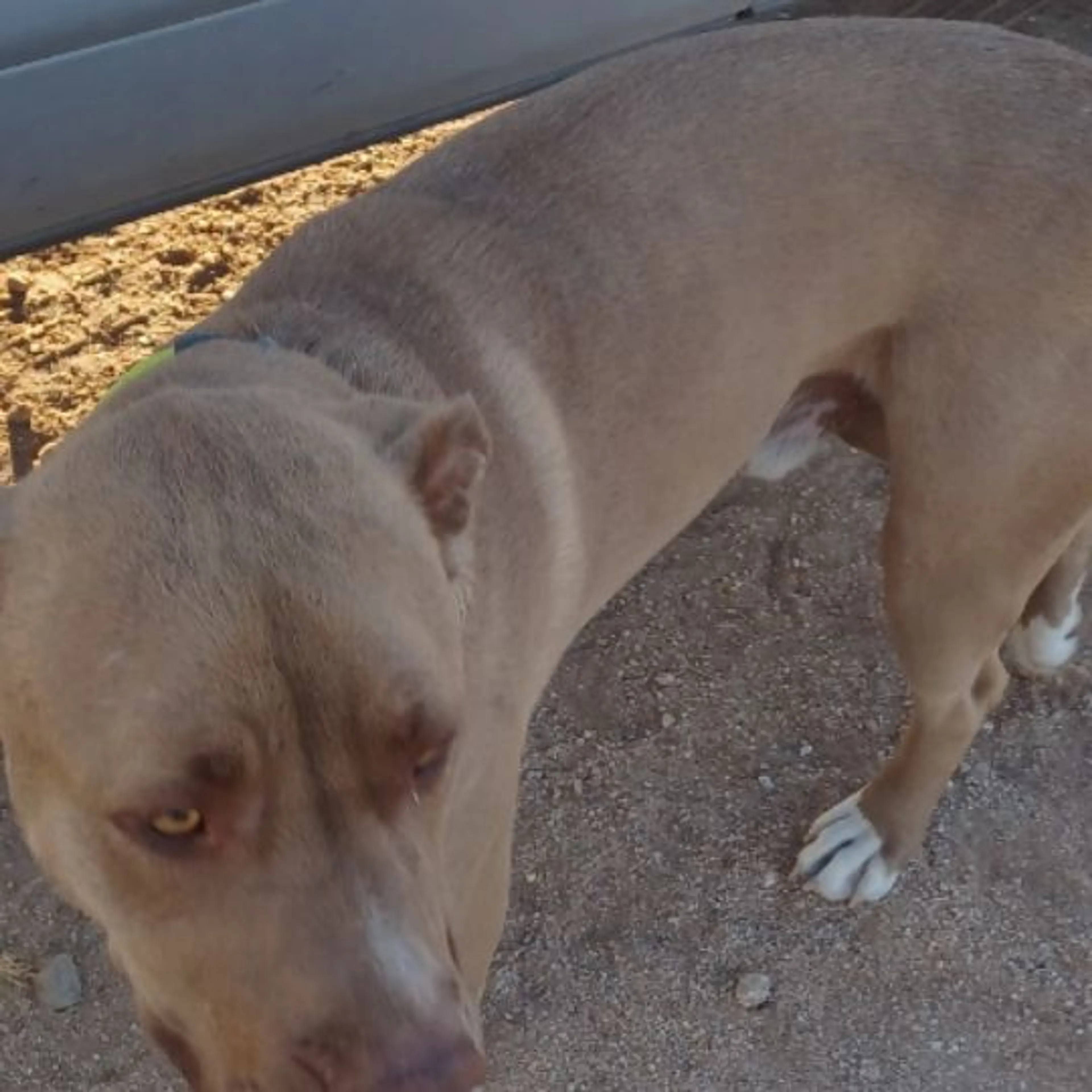 Lost pet