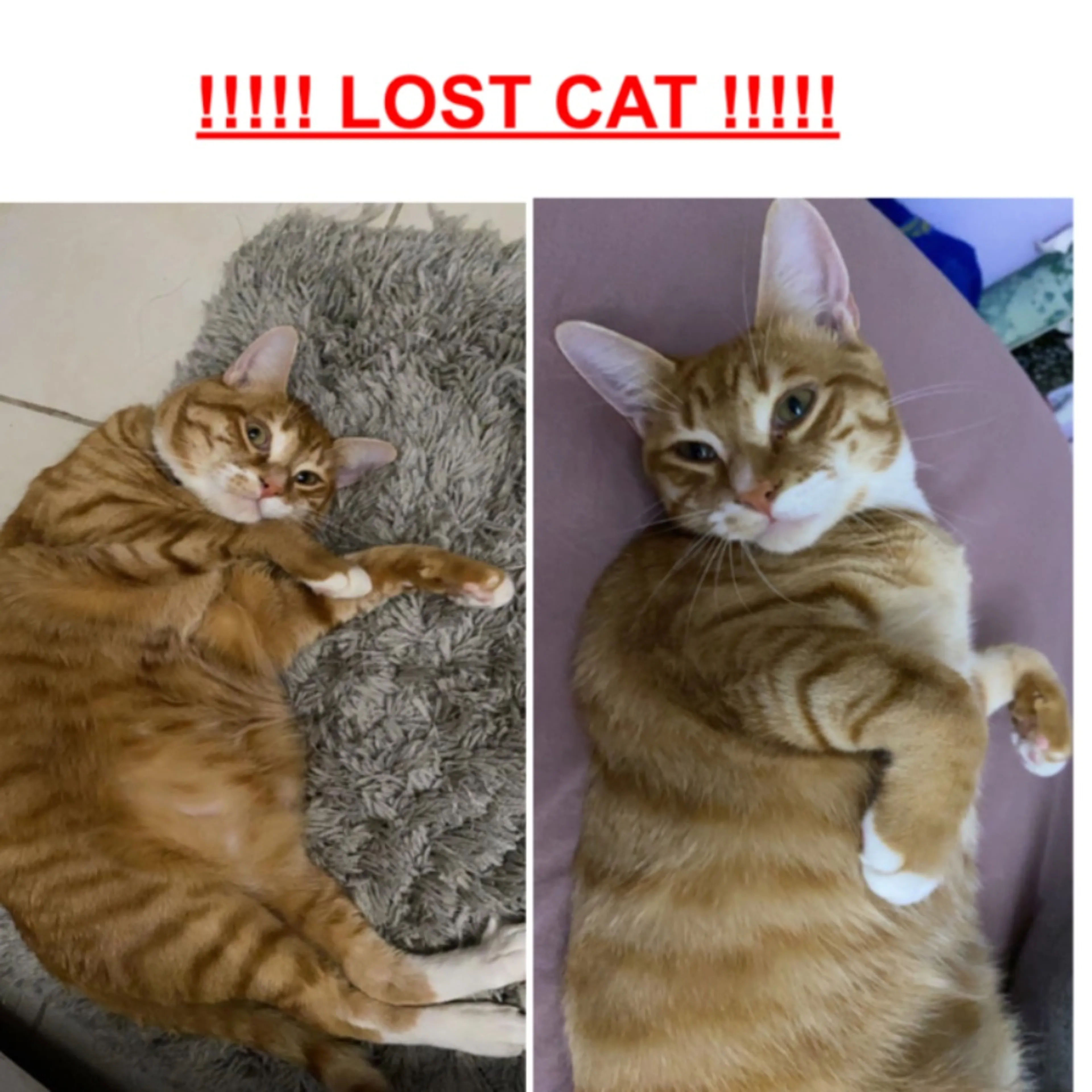 Lost pet-0