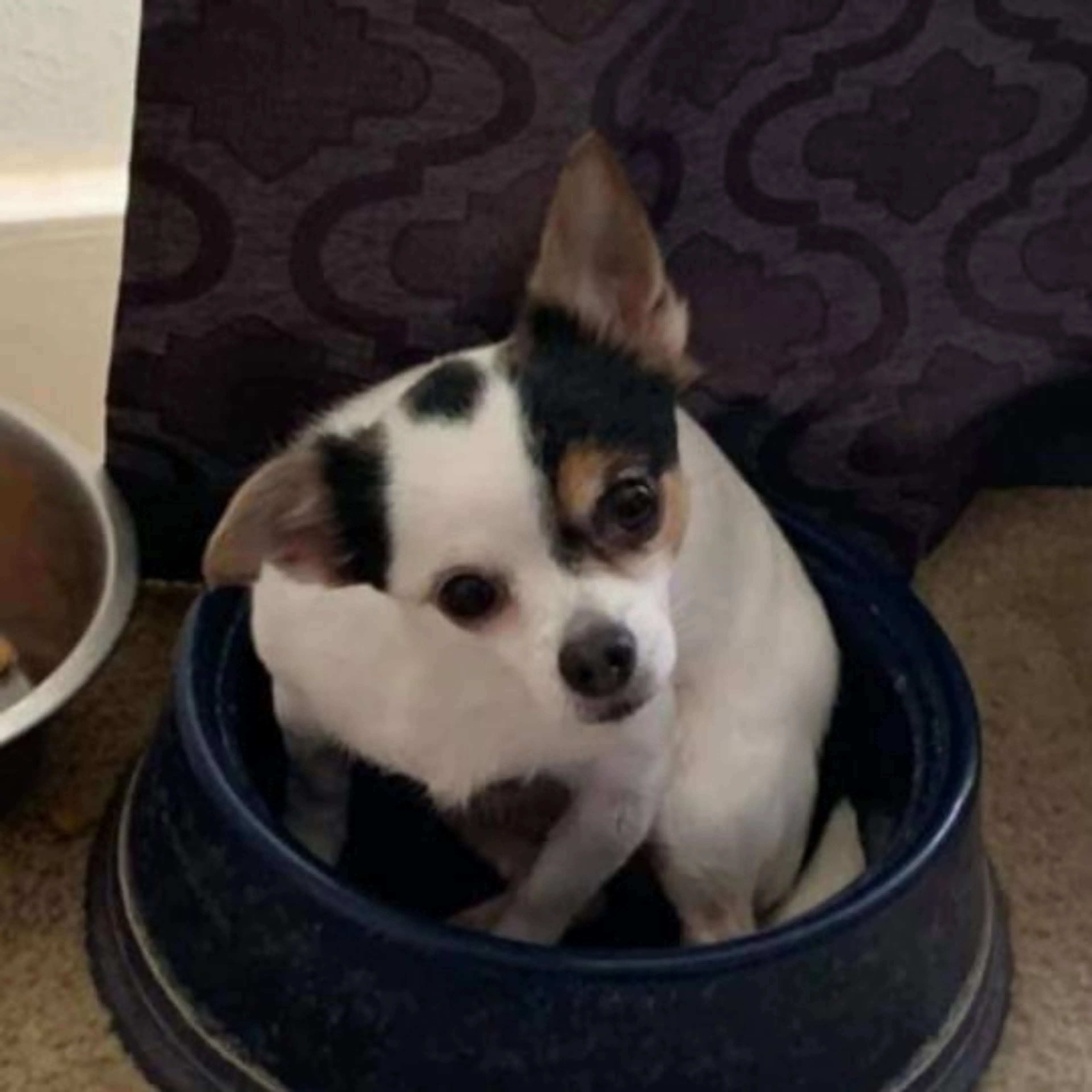 Lost pet