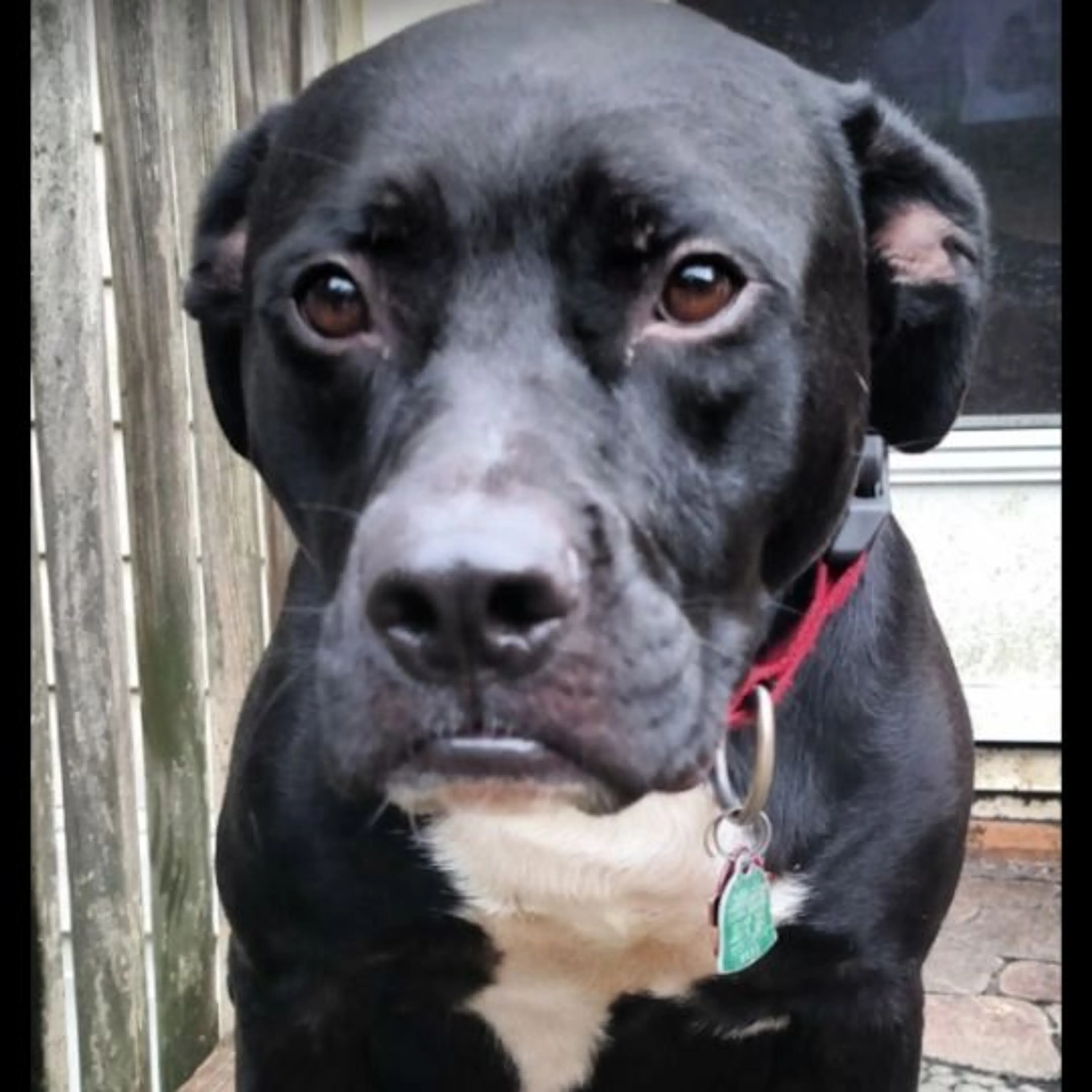 Lost pet