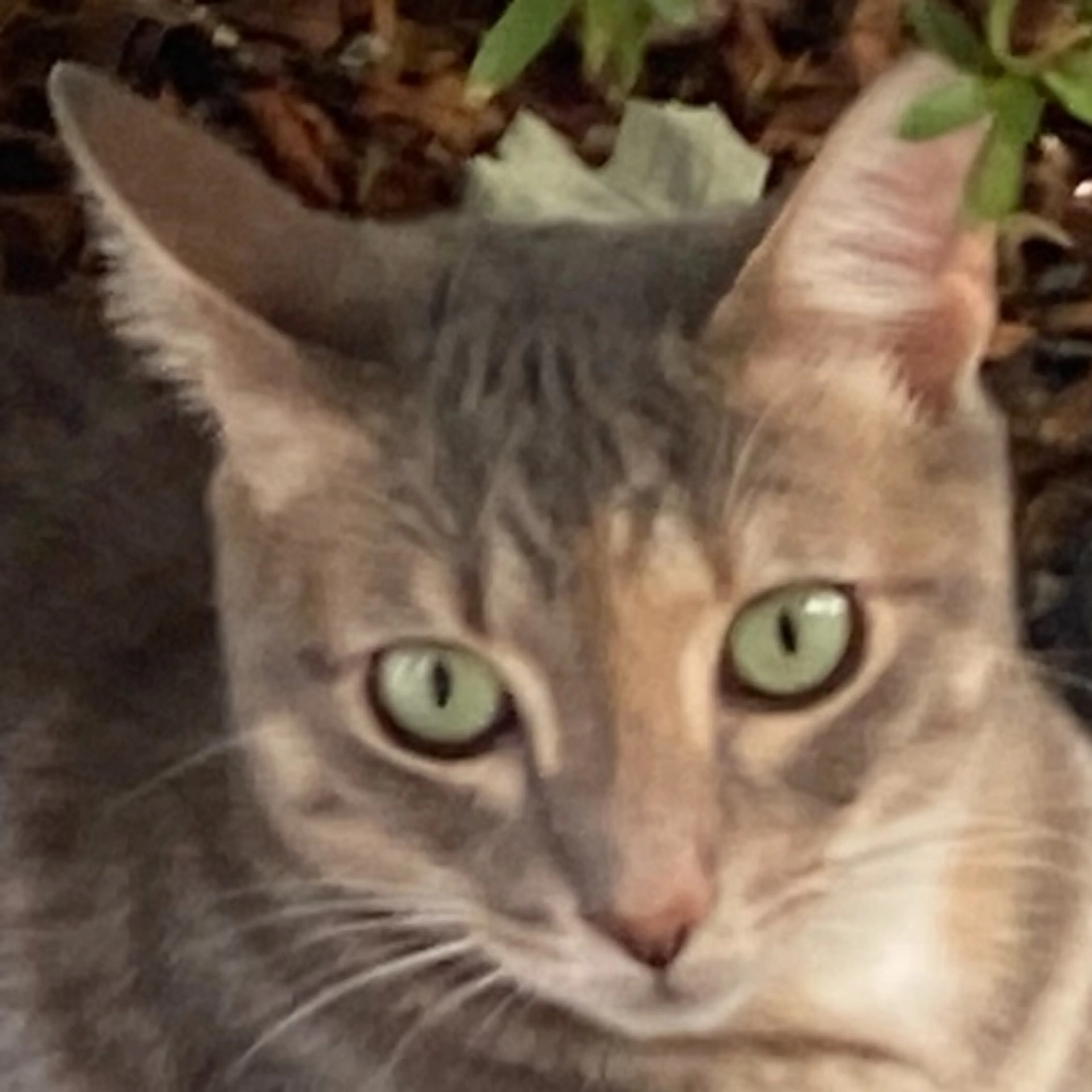 Lost pet