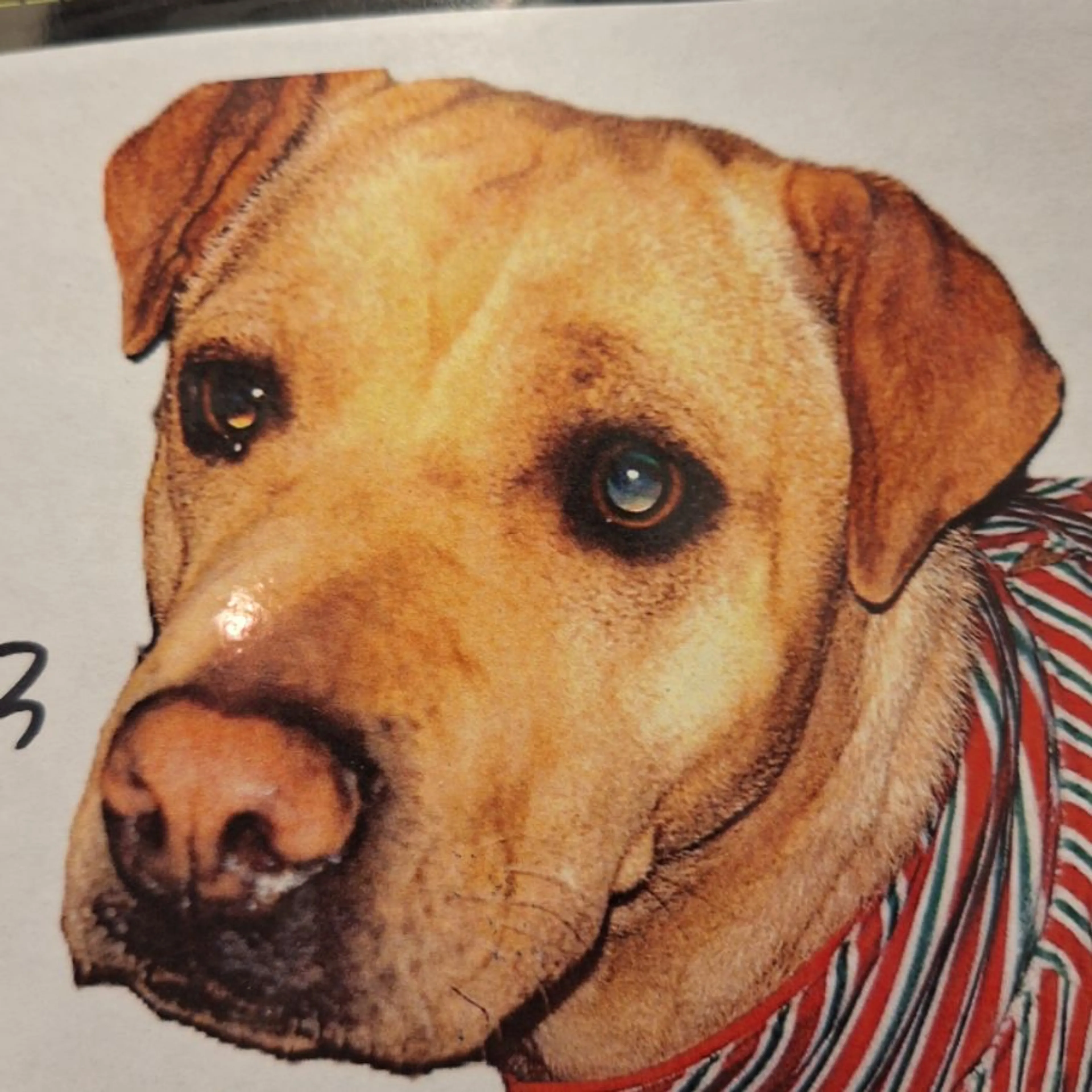 Lost pet