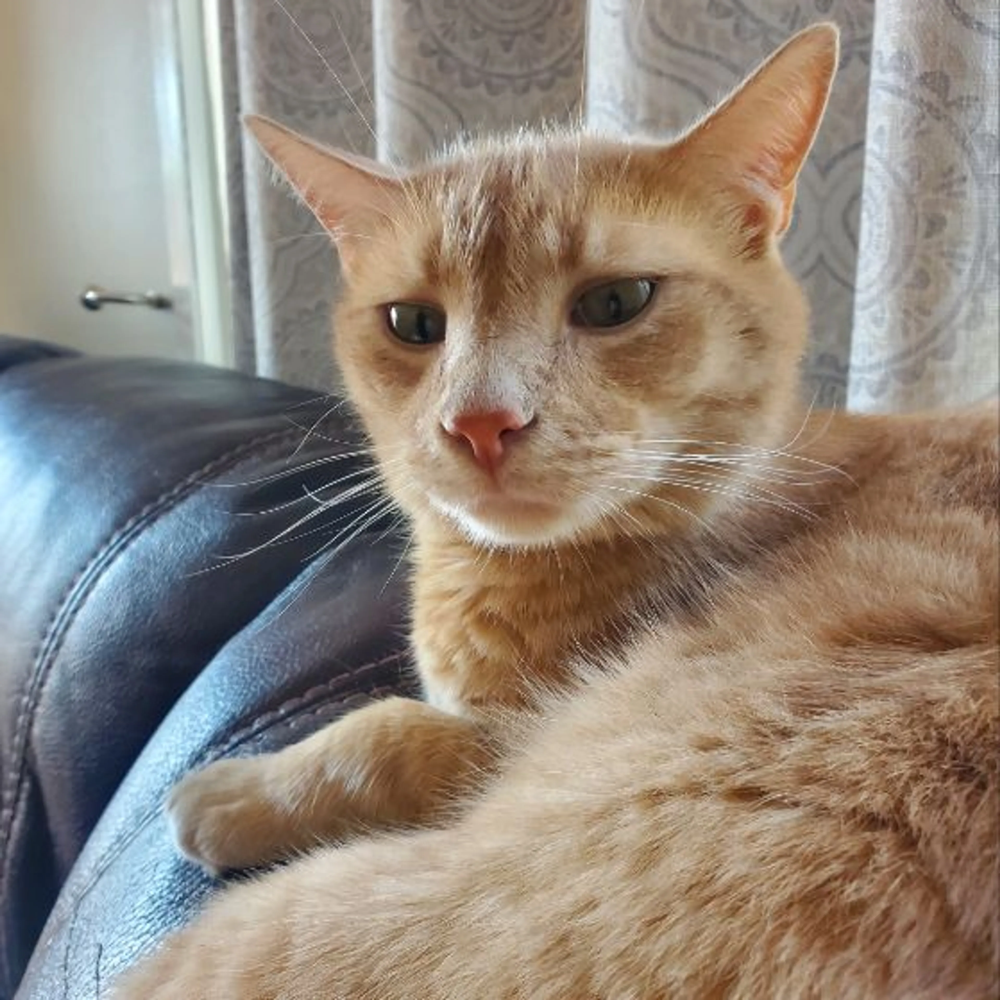 Lost pet