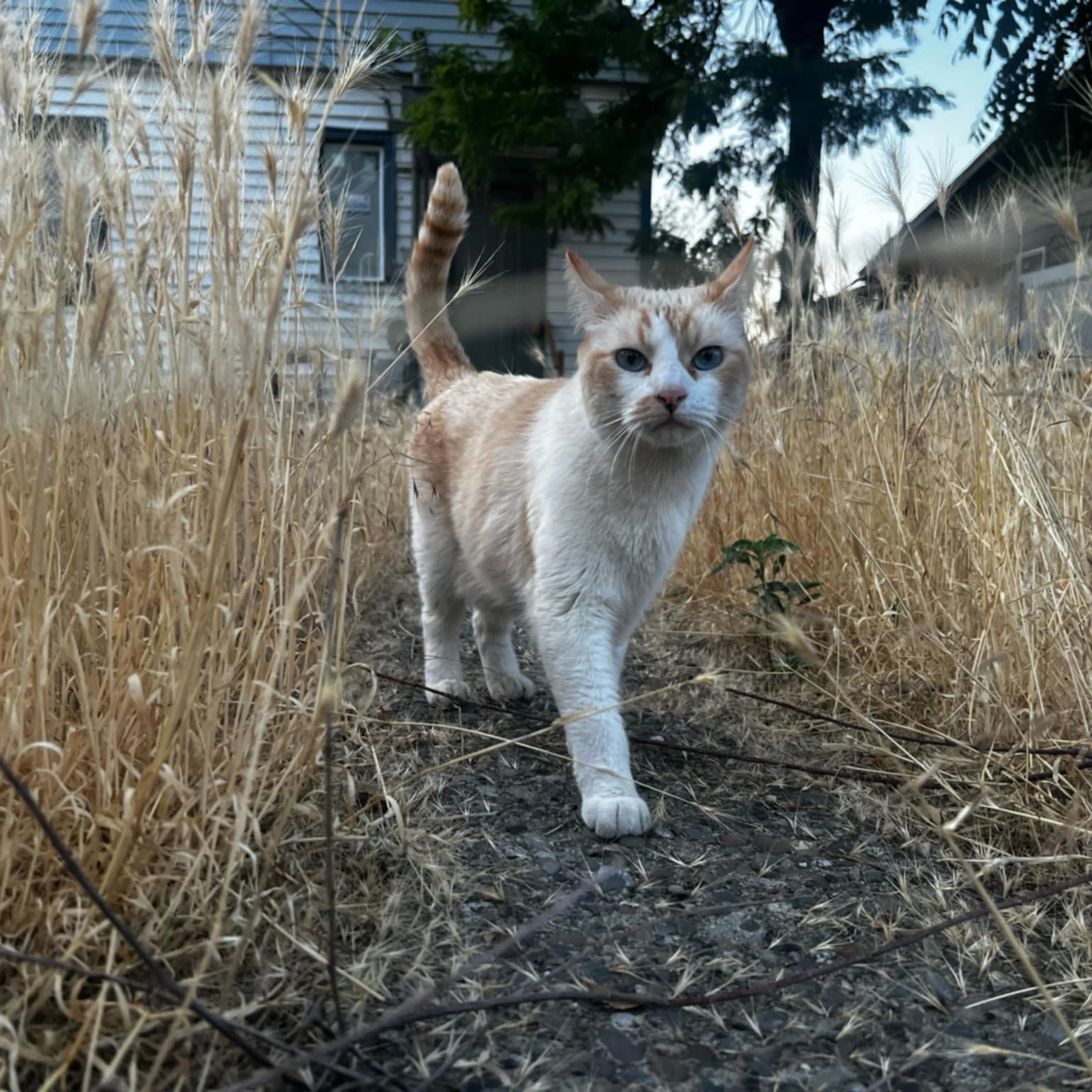 Lost pet-1
